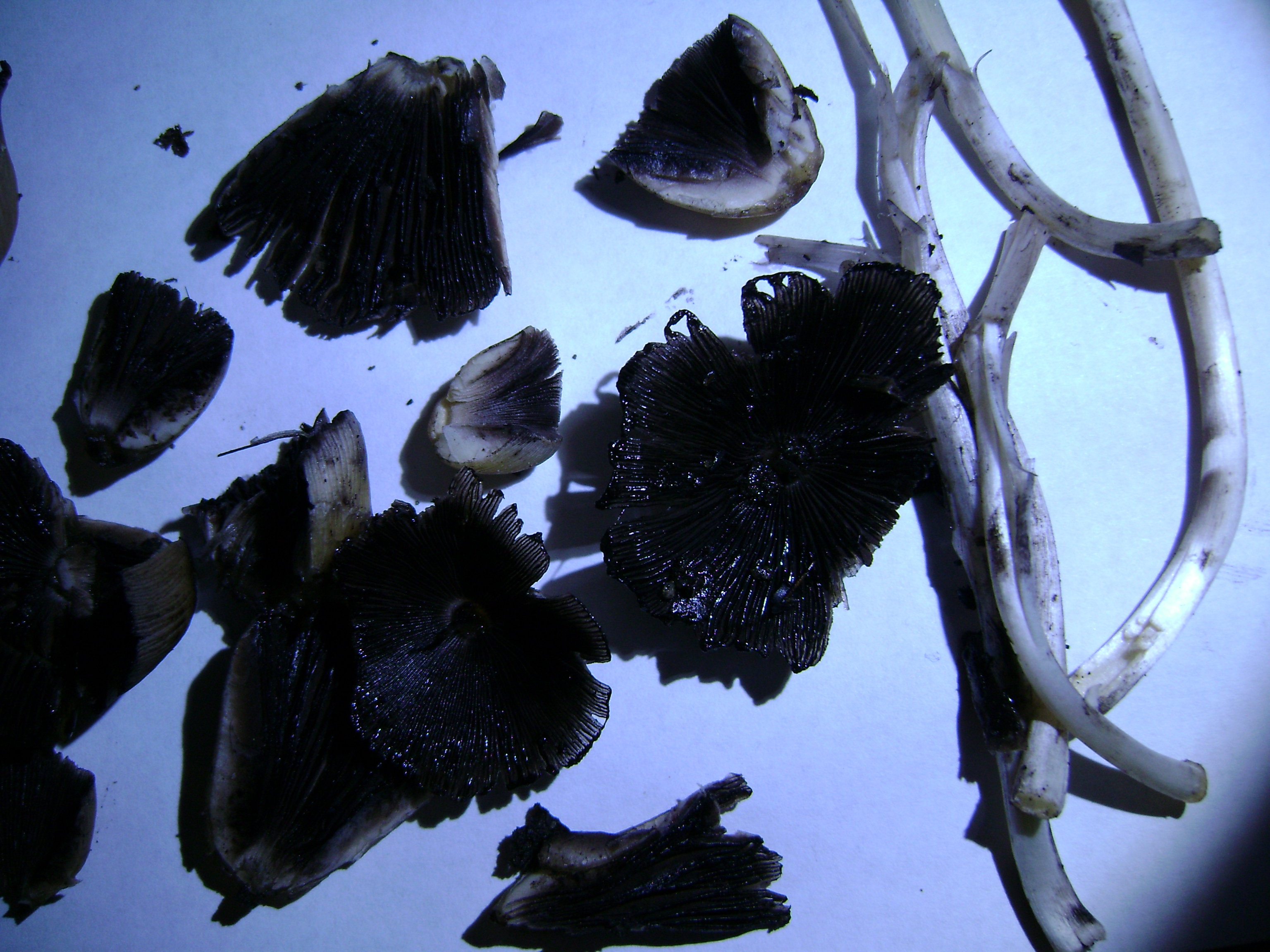 Dsc05184 from Fungus With ANTS 