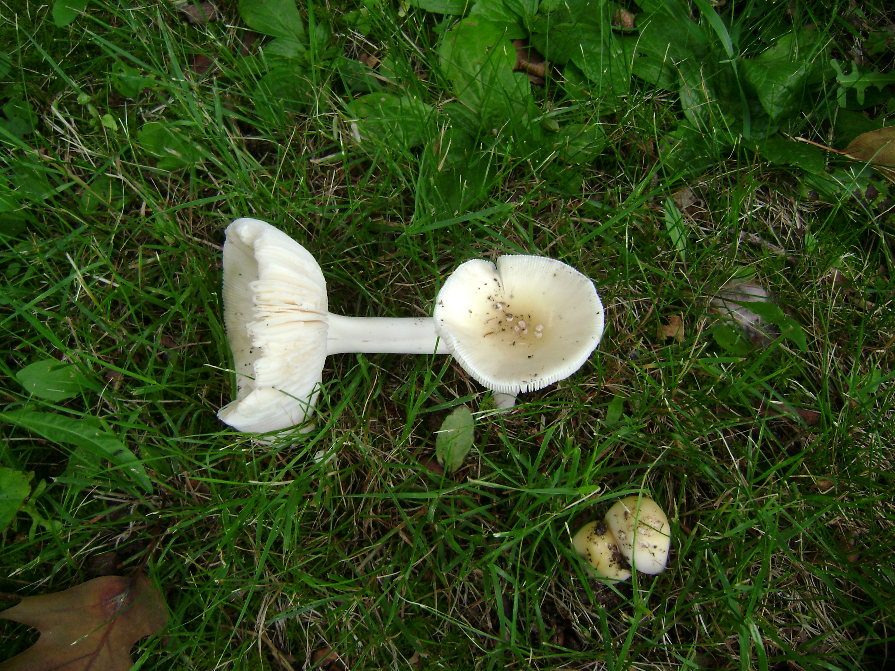 Dsc05553 from Fungus With ANTS 