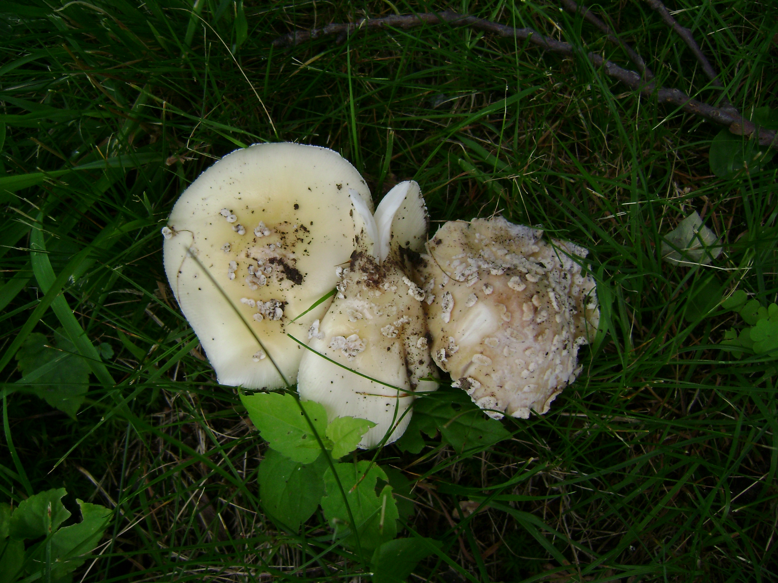 Dsc05554 from Fungus With ANTS 