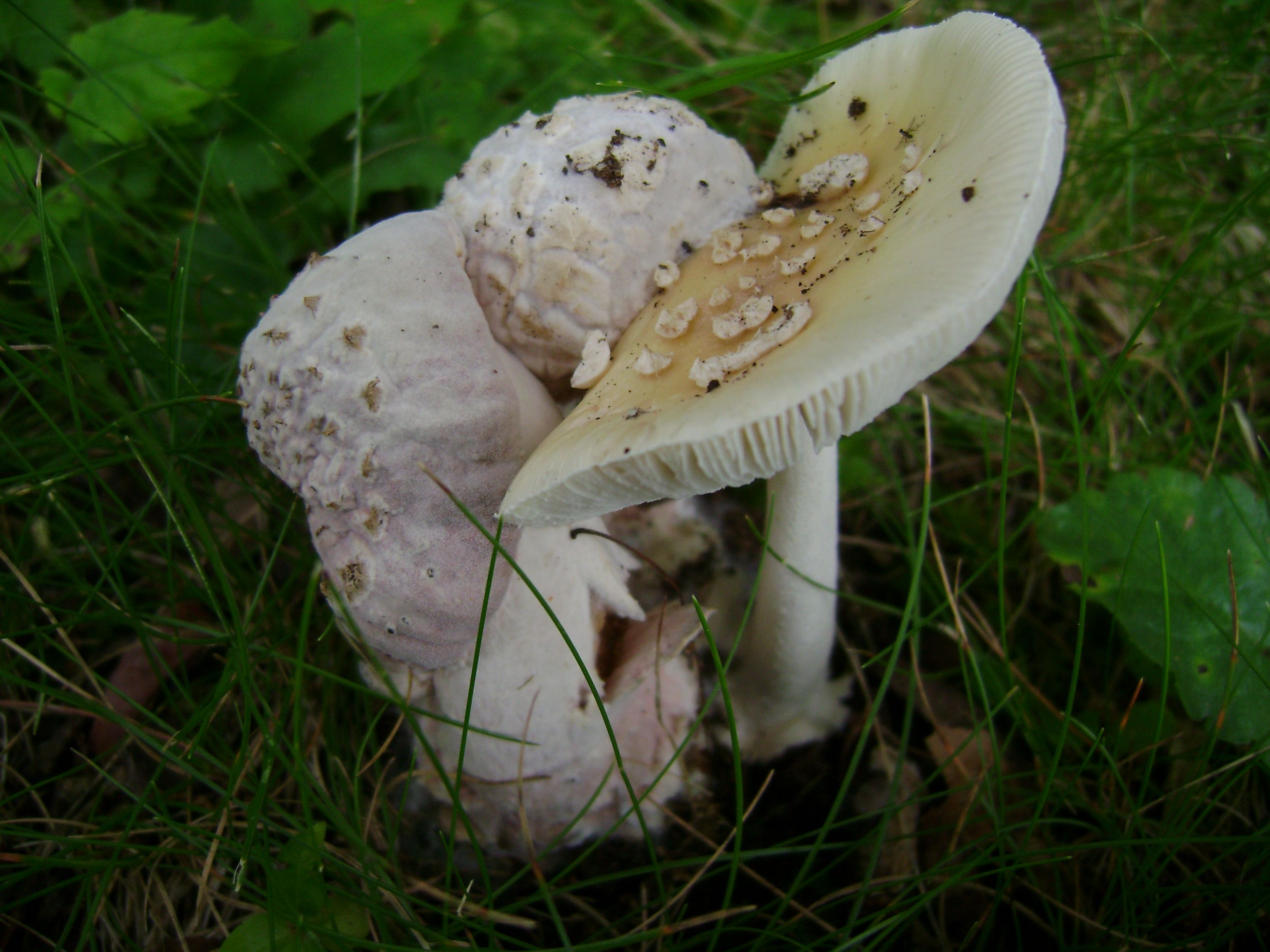 Dsc05557 from Fungus With ANTS 