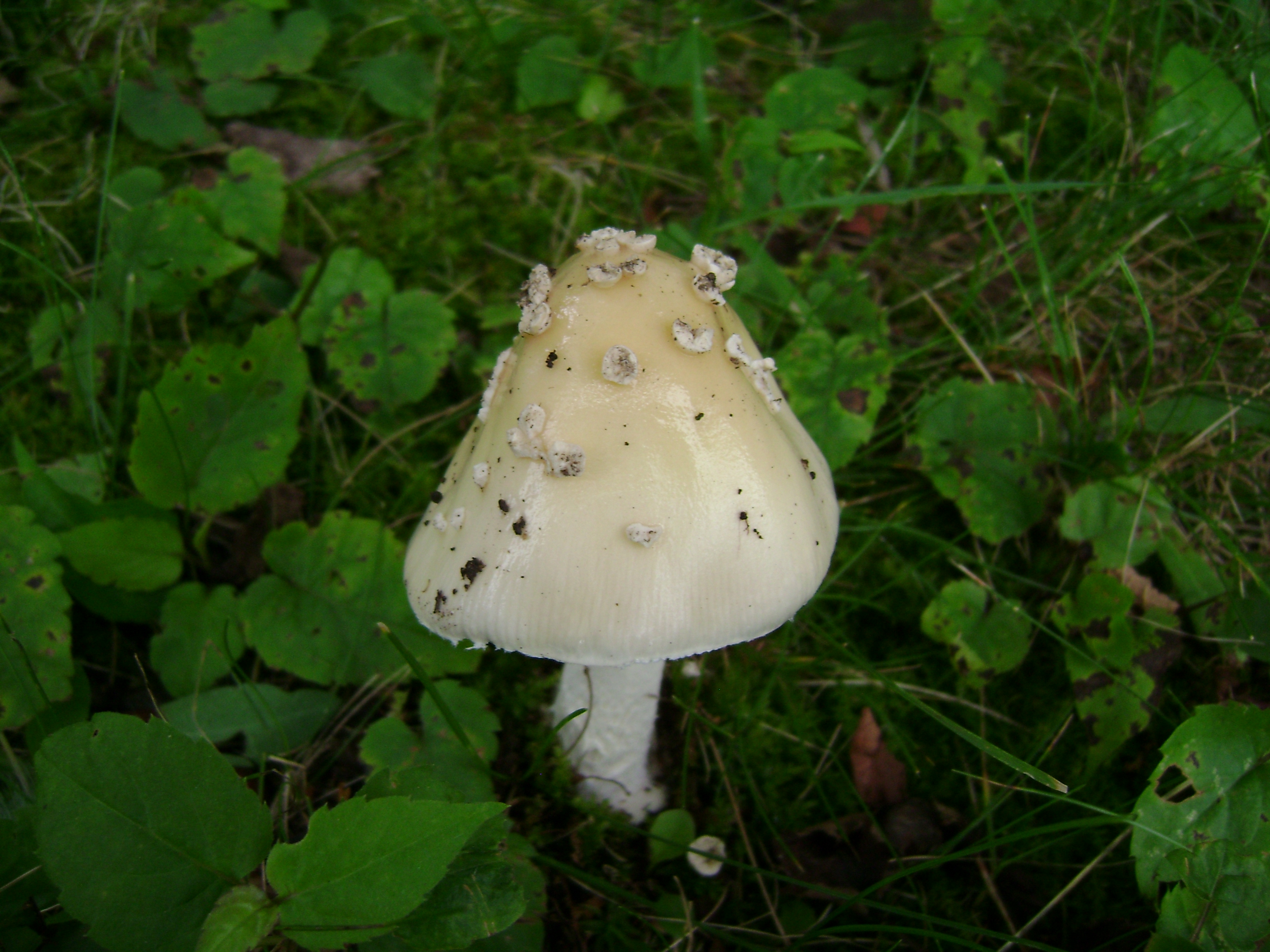 Dsc05558 from Fungus With ANTS 