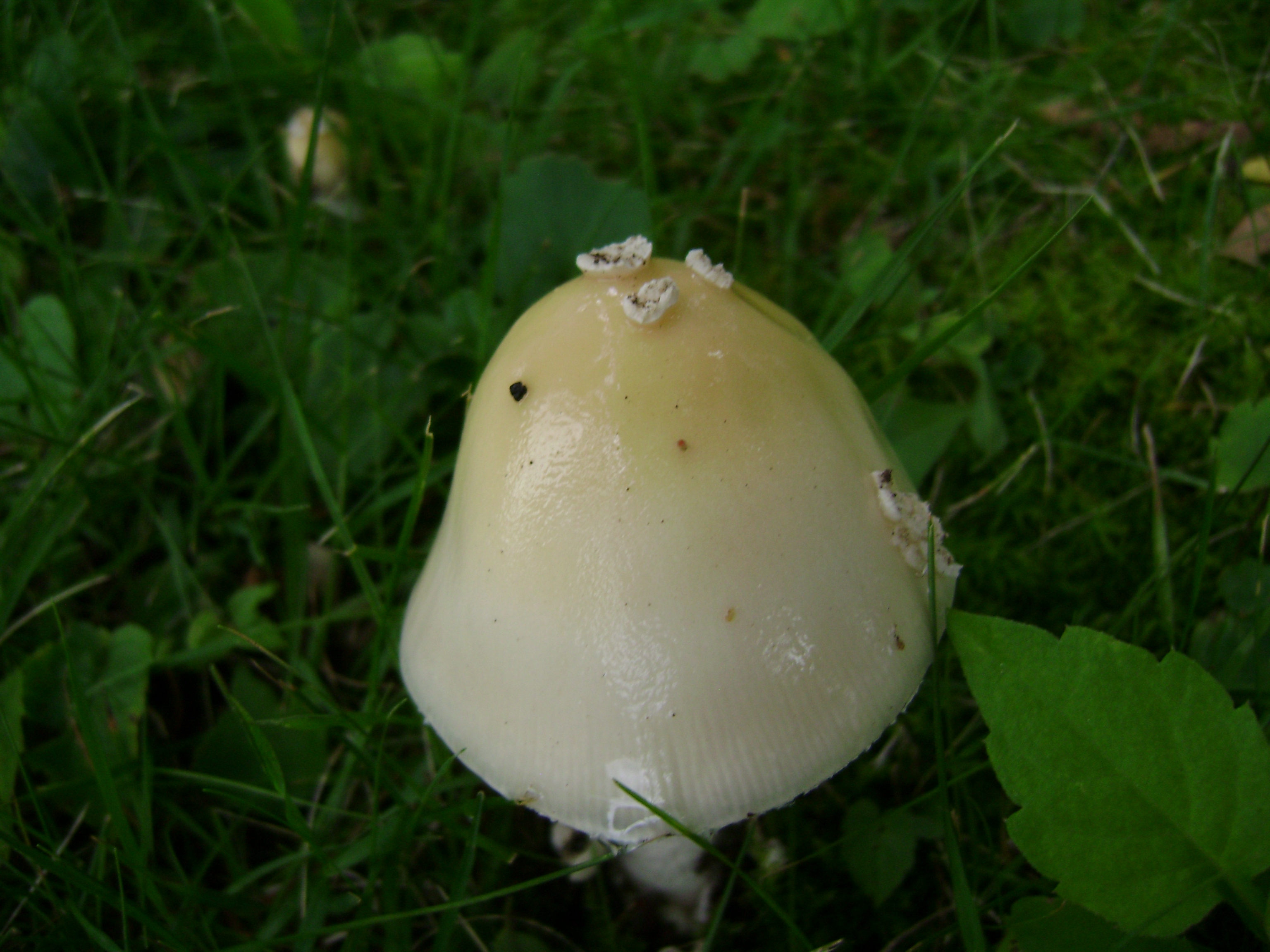 Dsc05559 from Fungus With ANTS 
