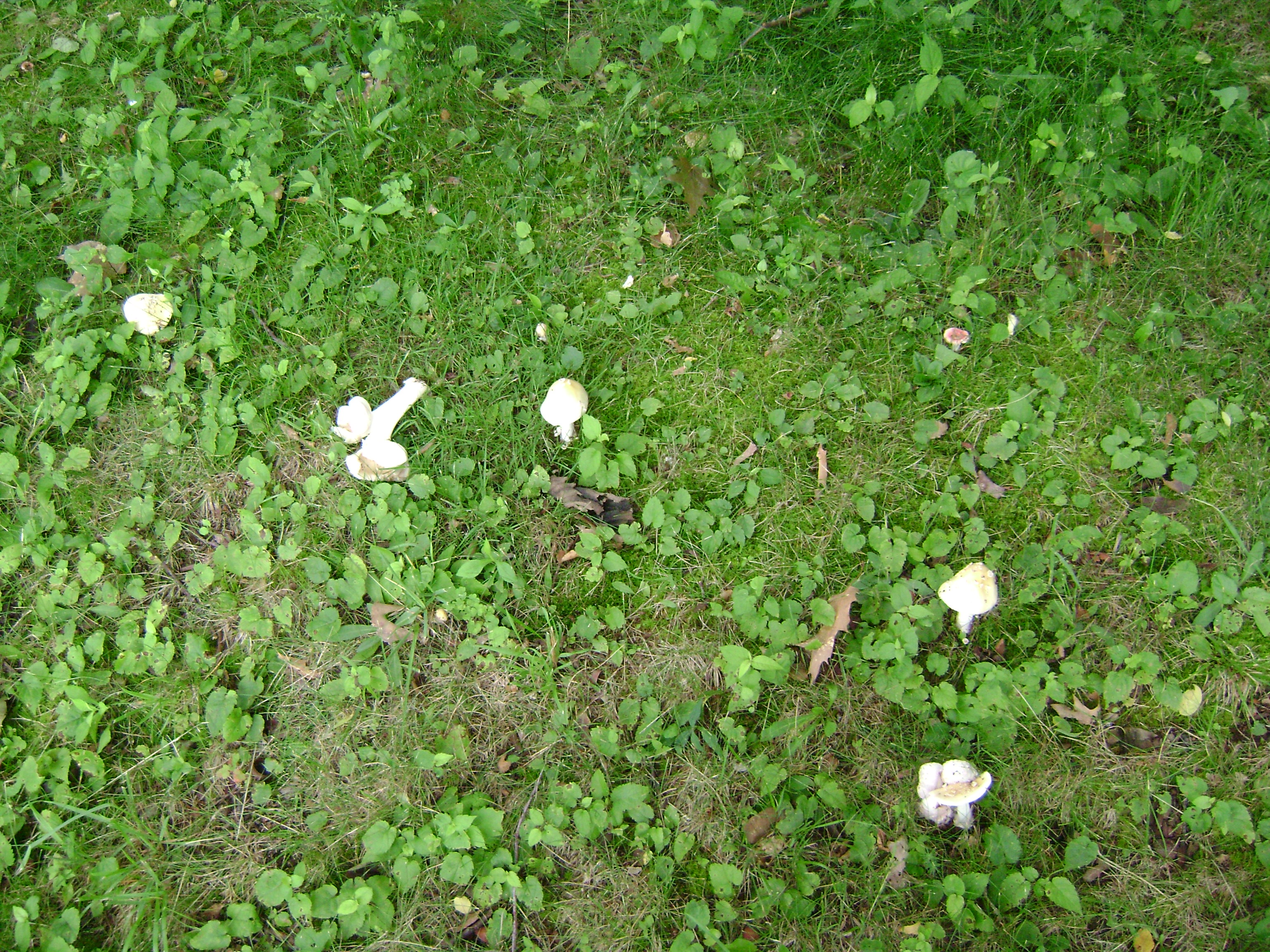Dsc05561 from Fungus With ANTS 