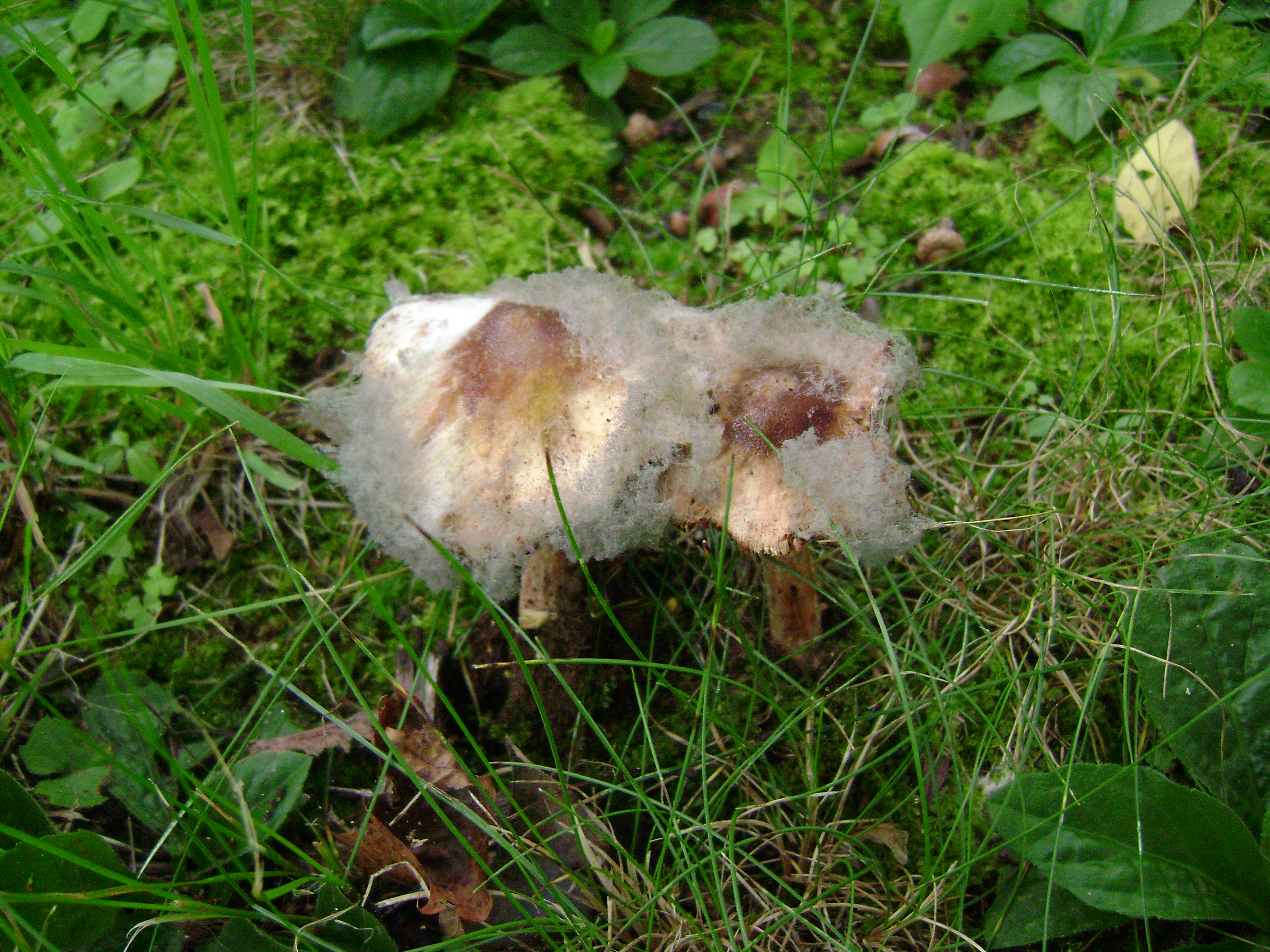 Dsc05562 from Fungus With ANTS 