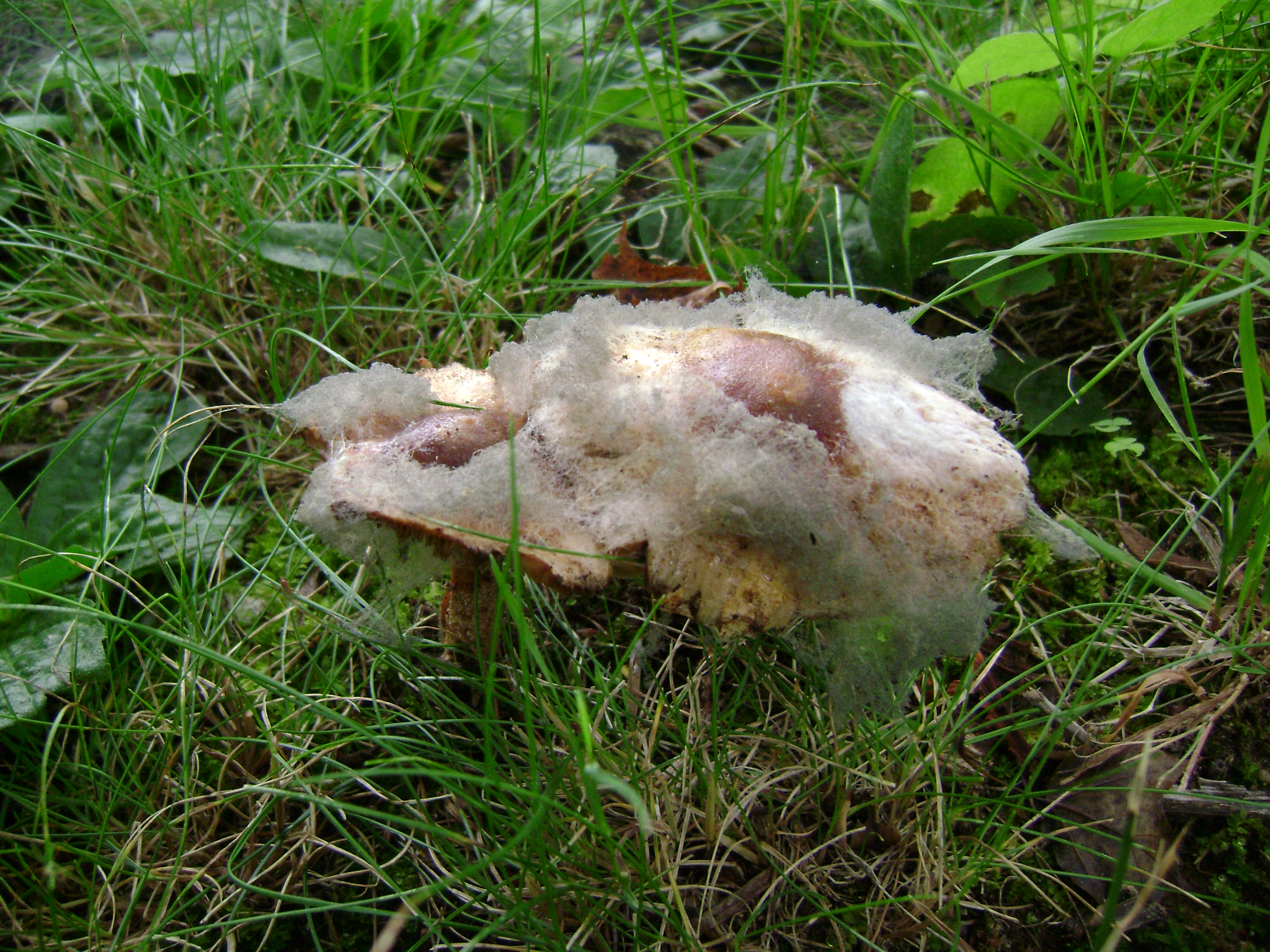 Dsc05563 from Fungus With ANTS 