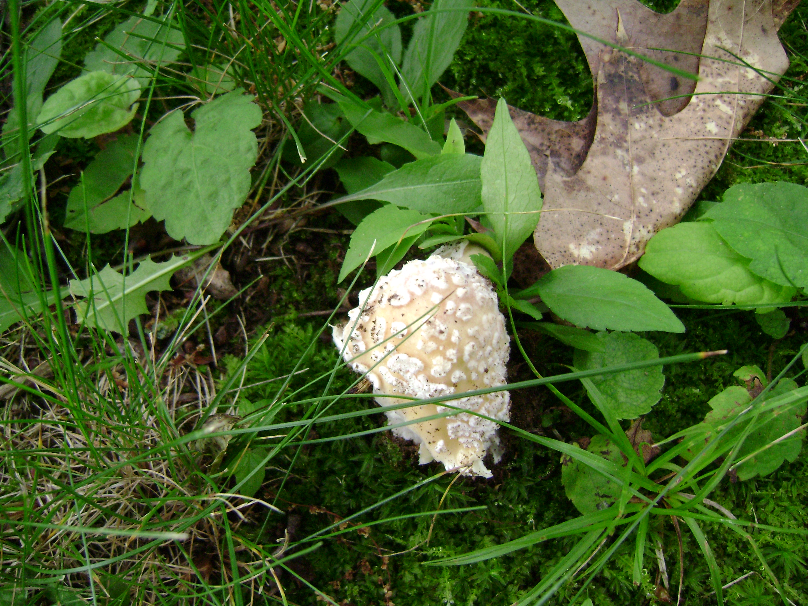 Dsc05564 from Fungus With ANTS 