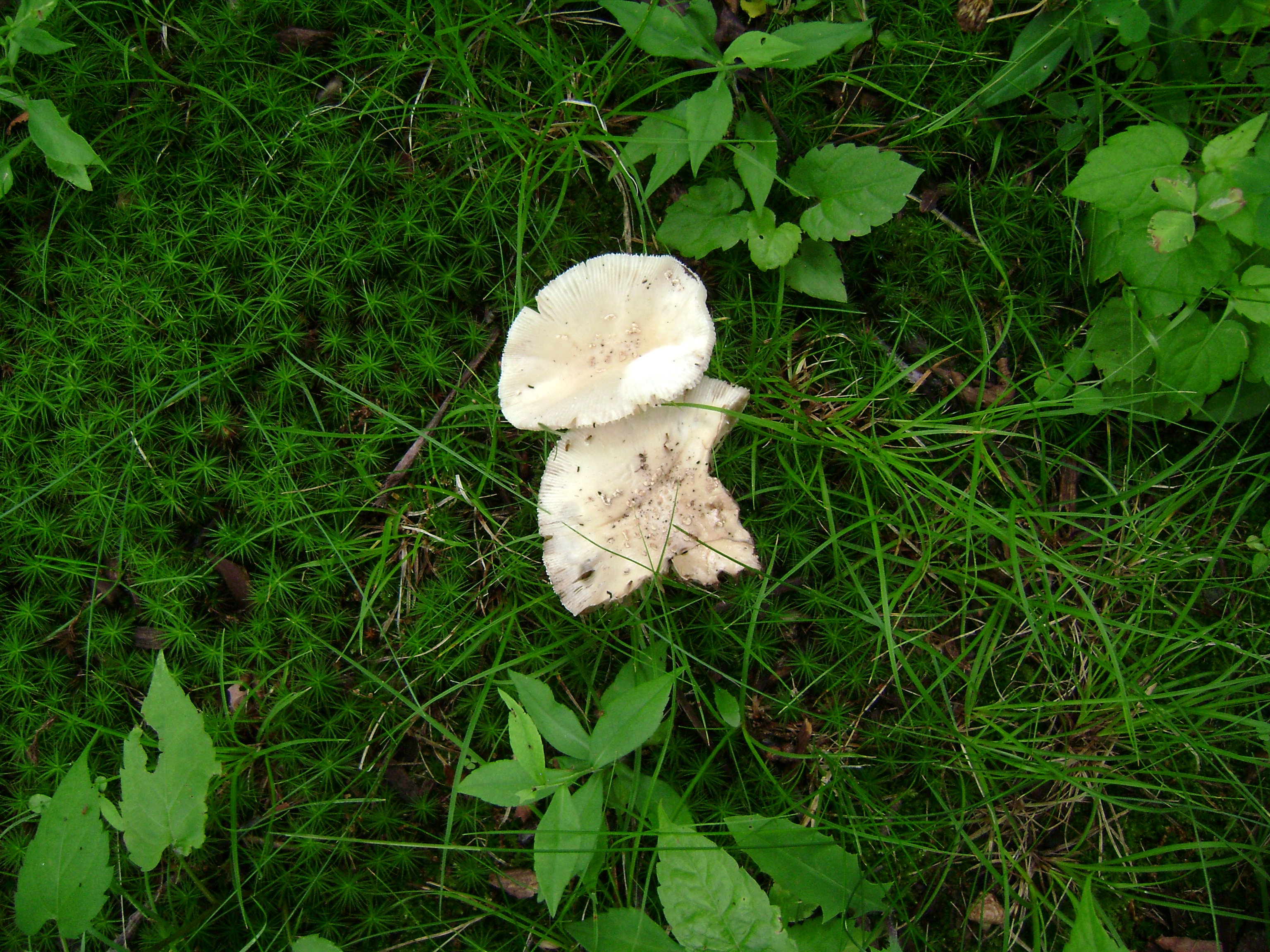 Dsc05566 from Fungus With ANTS 