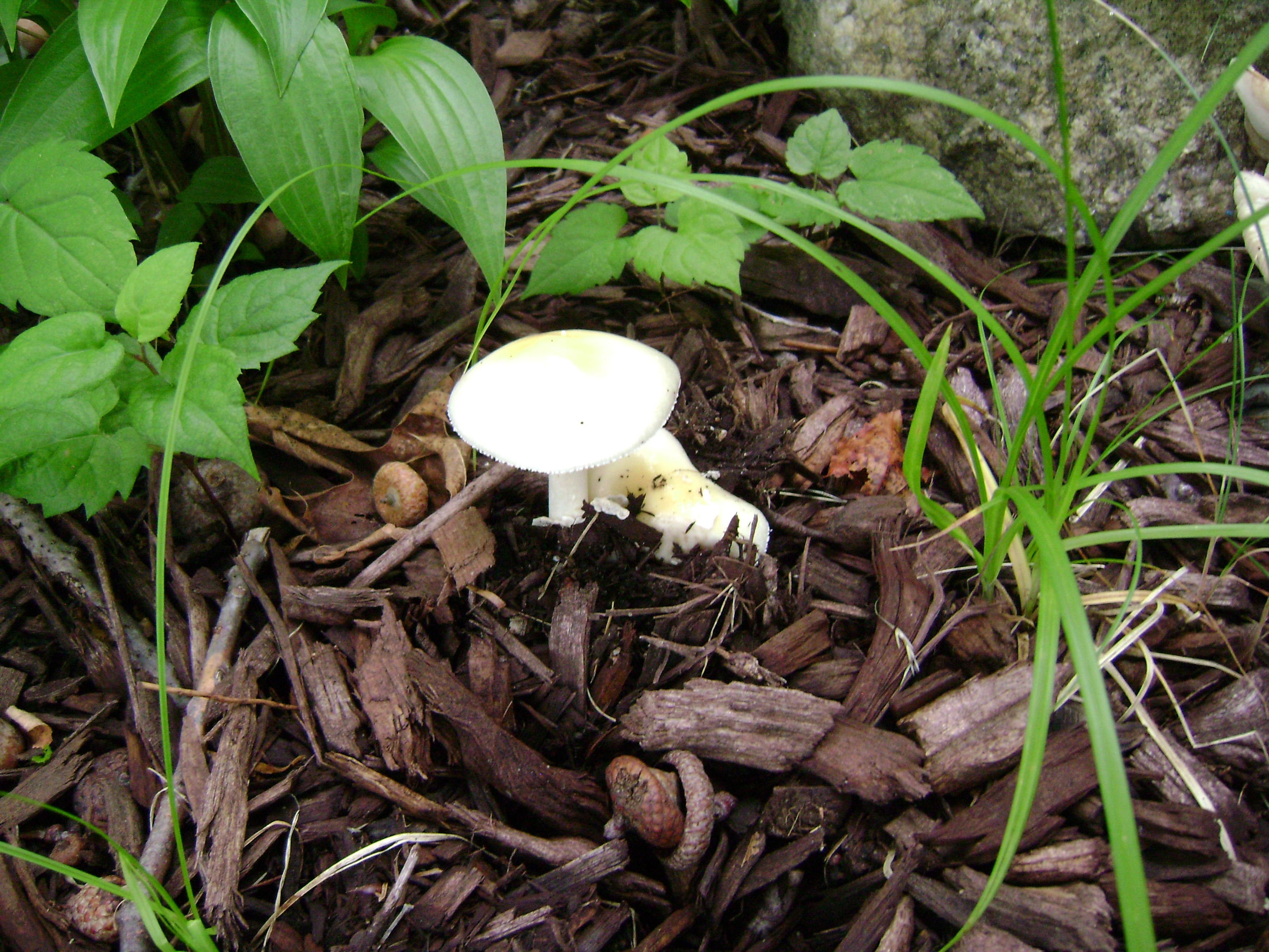 Dsc05567 from Fungus With ANTS 