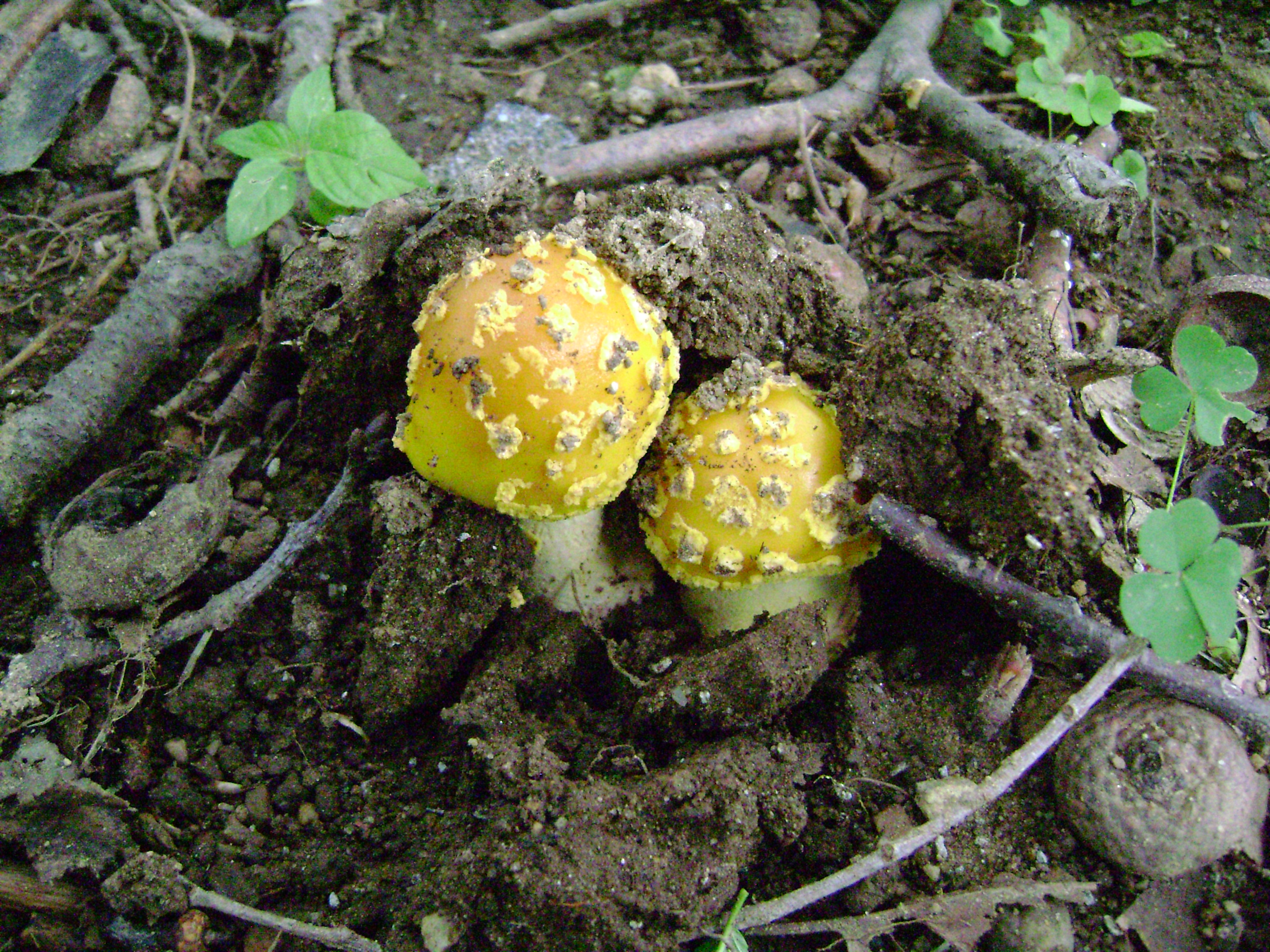 Dsc05568 from Fungus With ANTS 