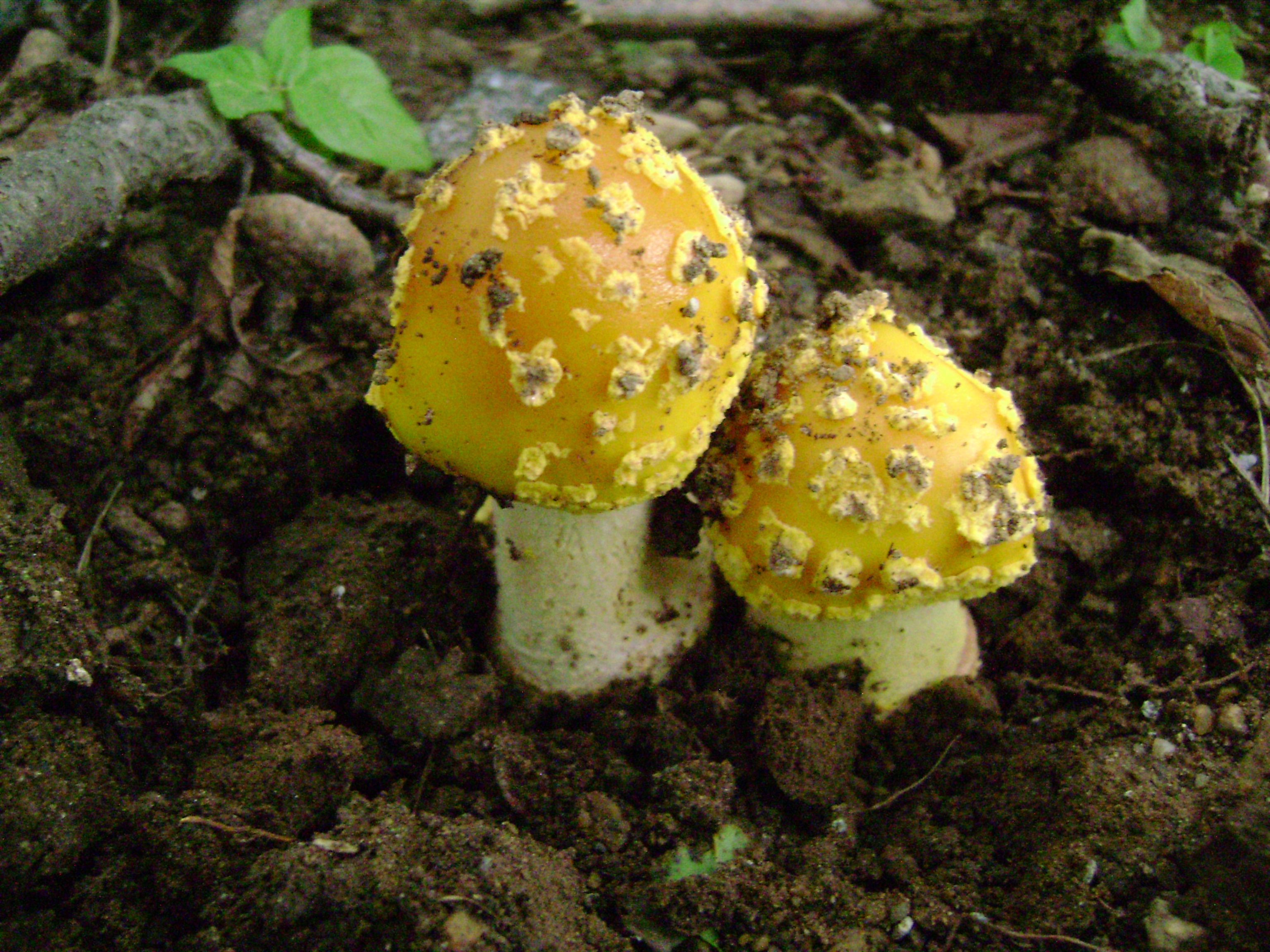 Dsc05569 from Fungus With ANTS 