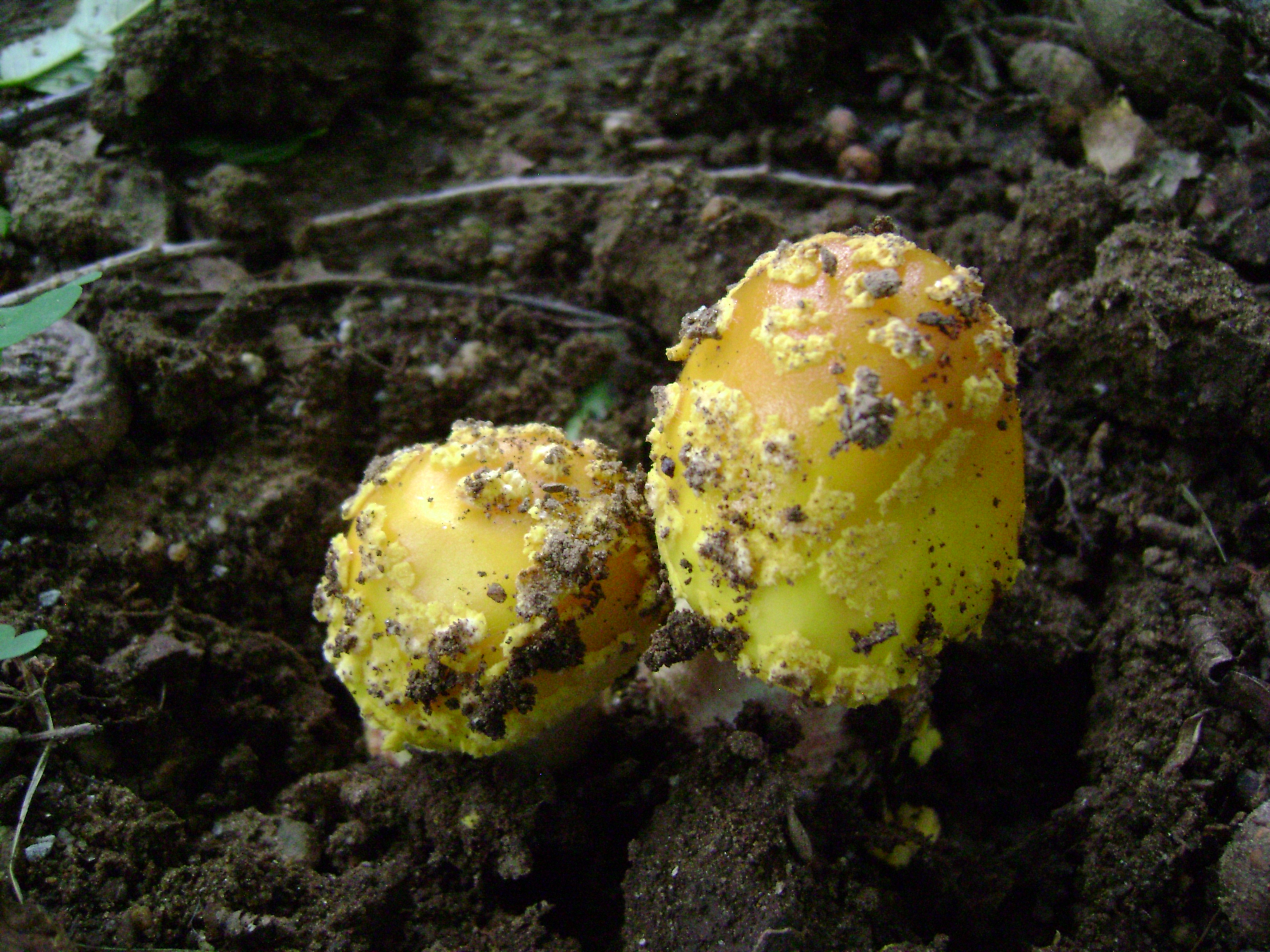 Dsc05570 from Fungus With ANTS 