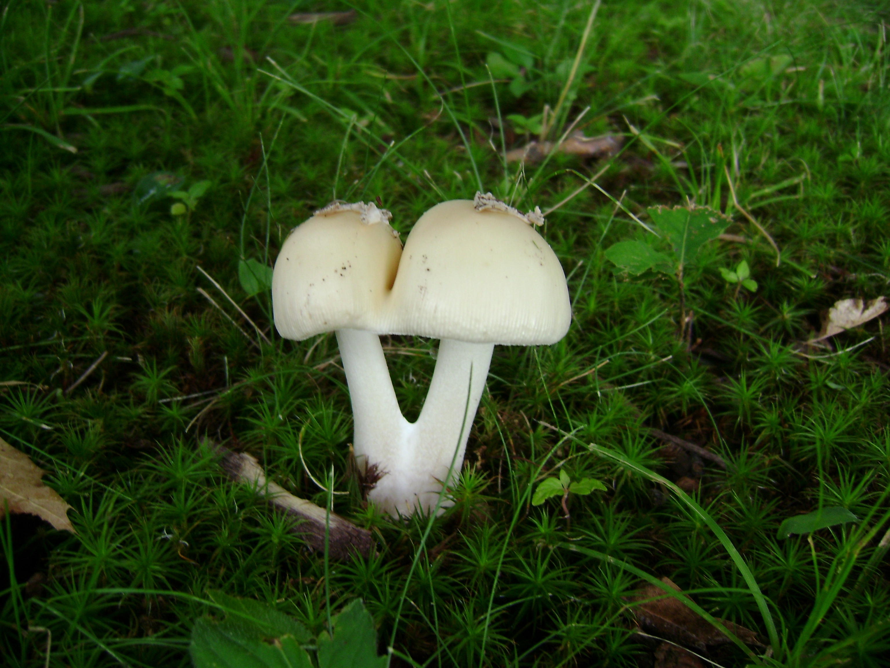 Dsc05614 from Fungus With ANTS 