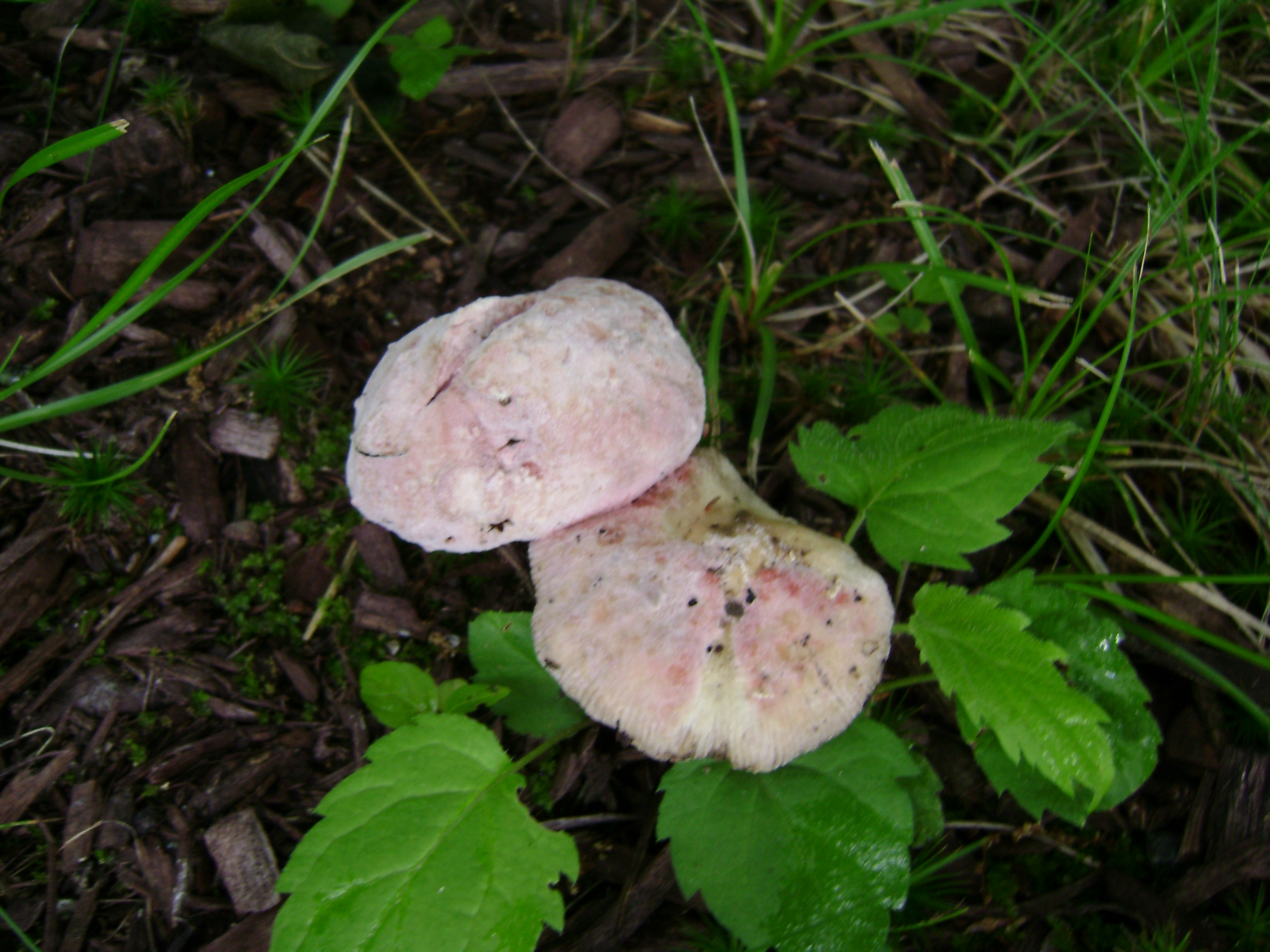 Dsc05615 from Fungus With ANTS 