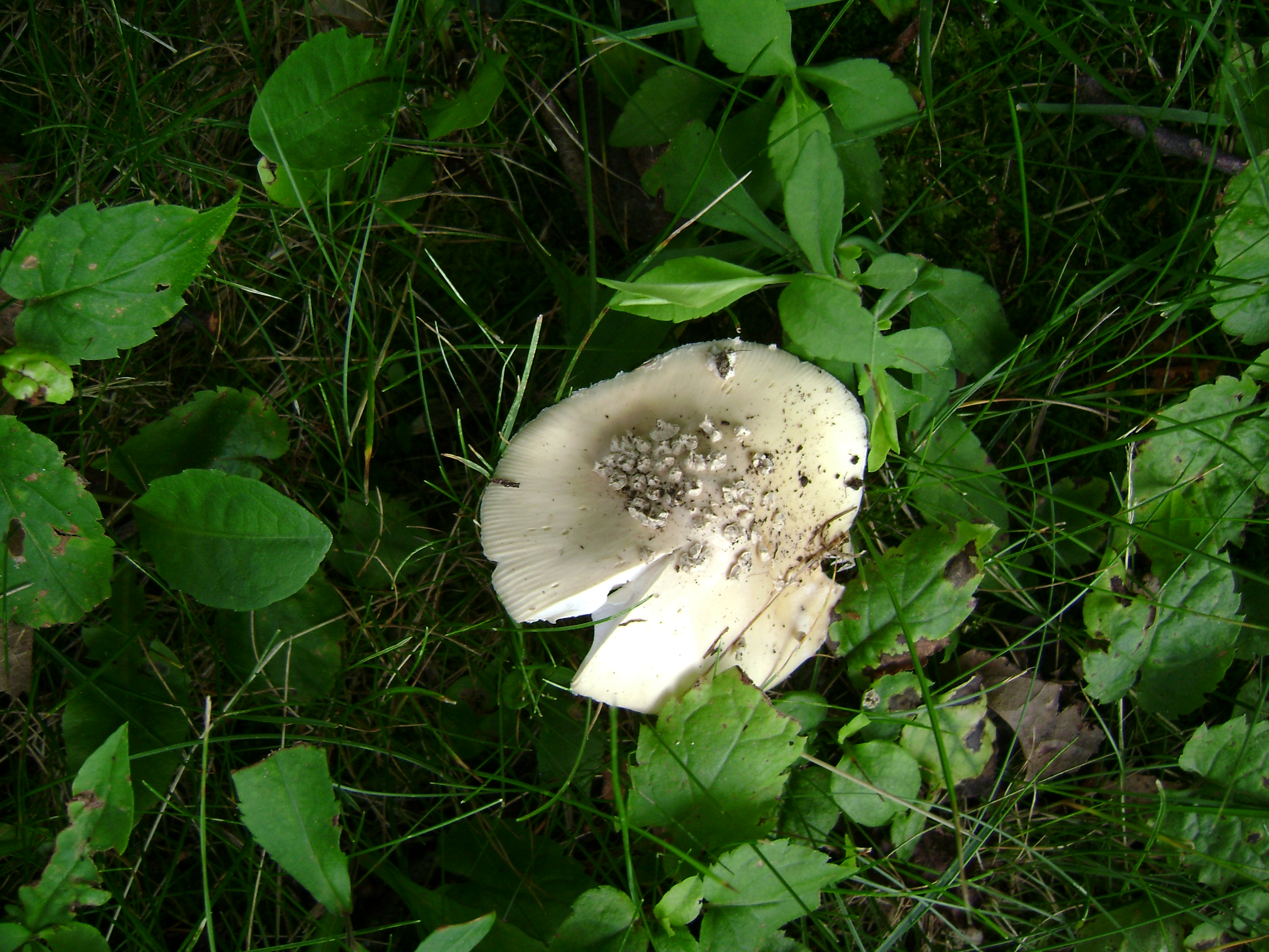 Dsc05619 from Fungus With ANTS 