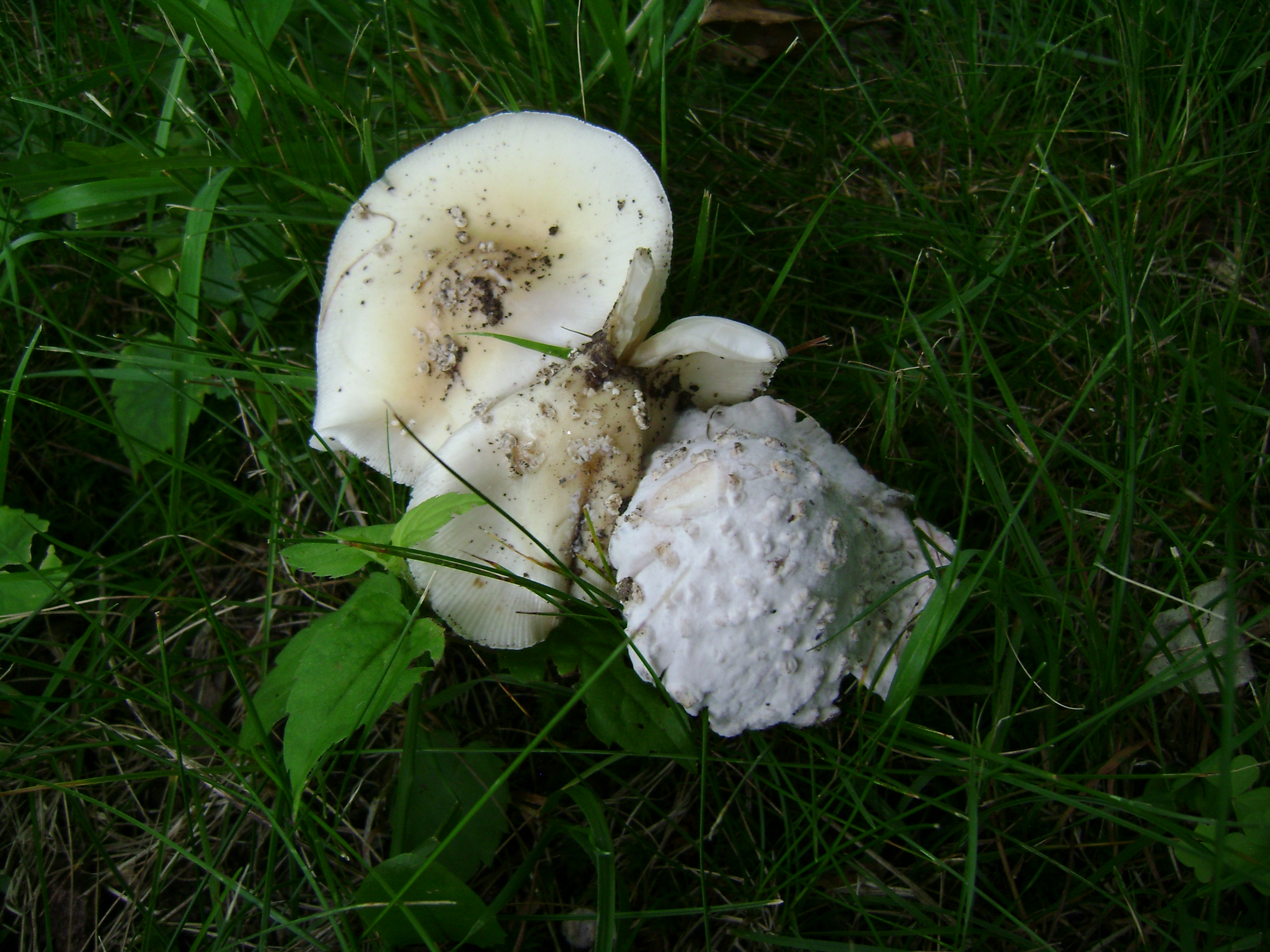 Dsc05620 from Fungus With ANTS 