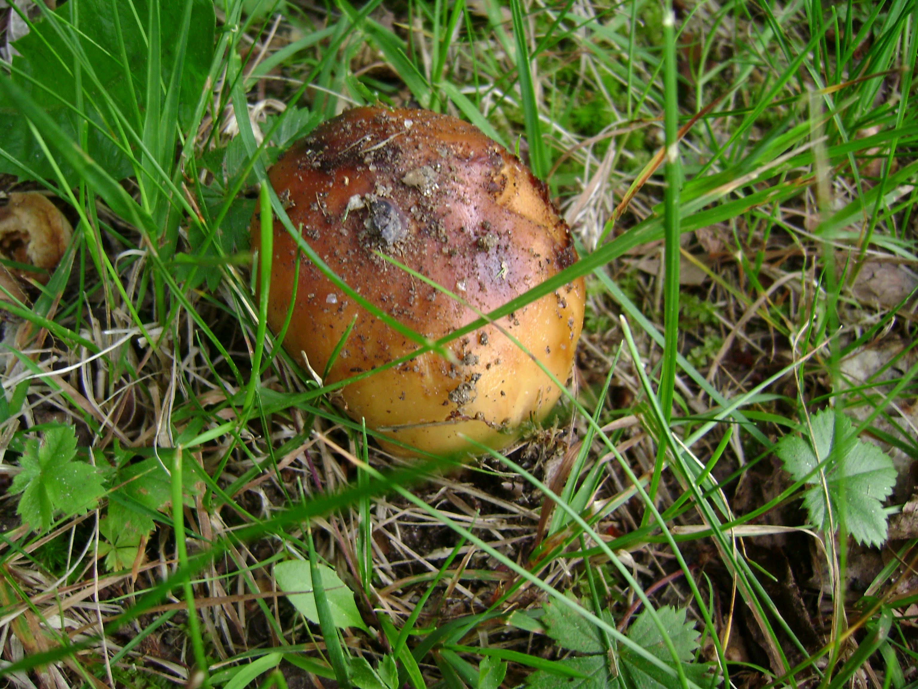 Dsc05621 from Fungus With ANTS 