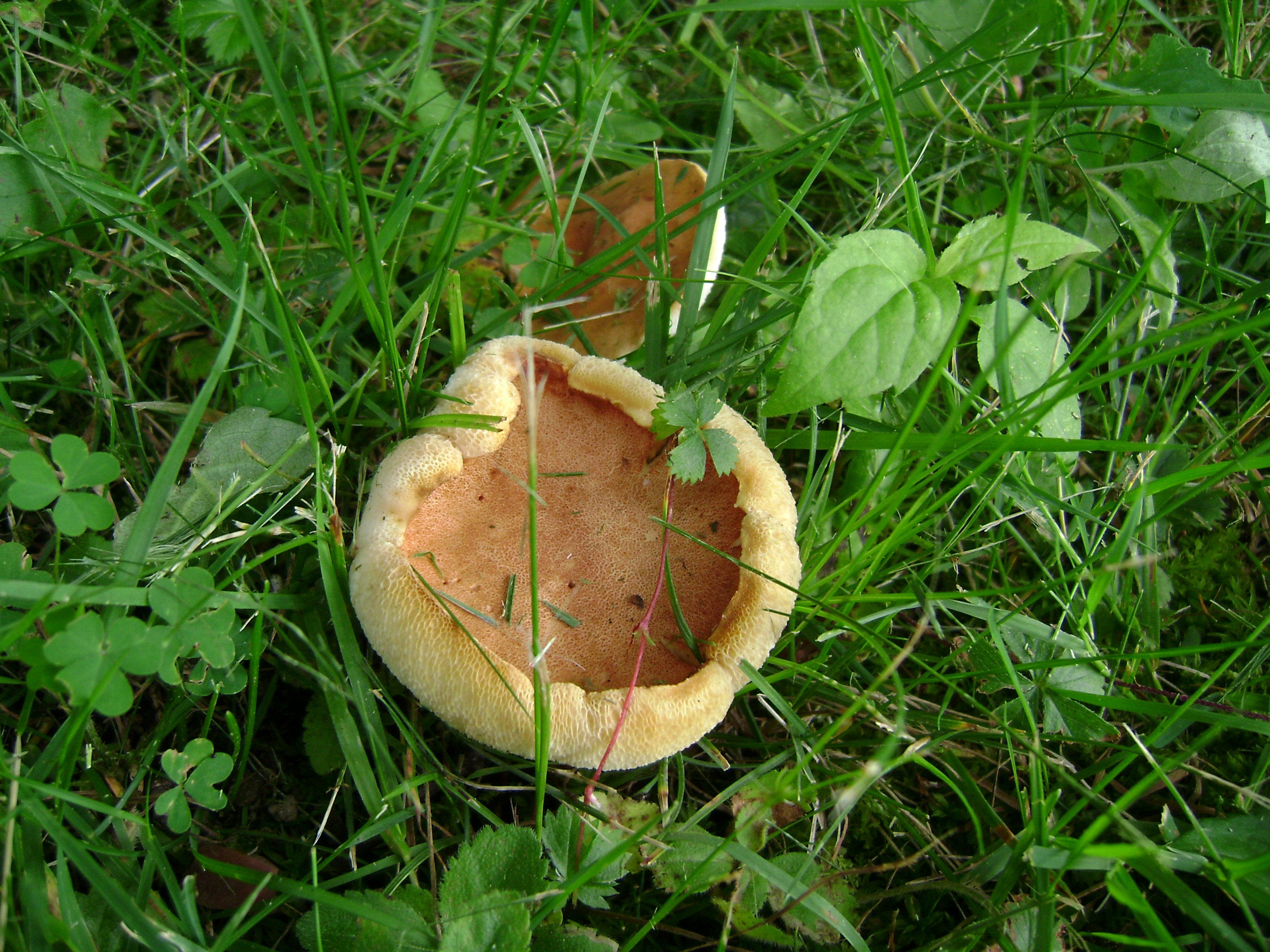 Dsc05622 from Fungus With ANTS 