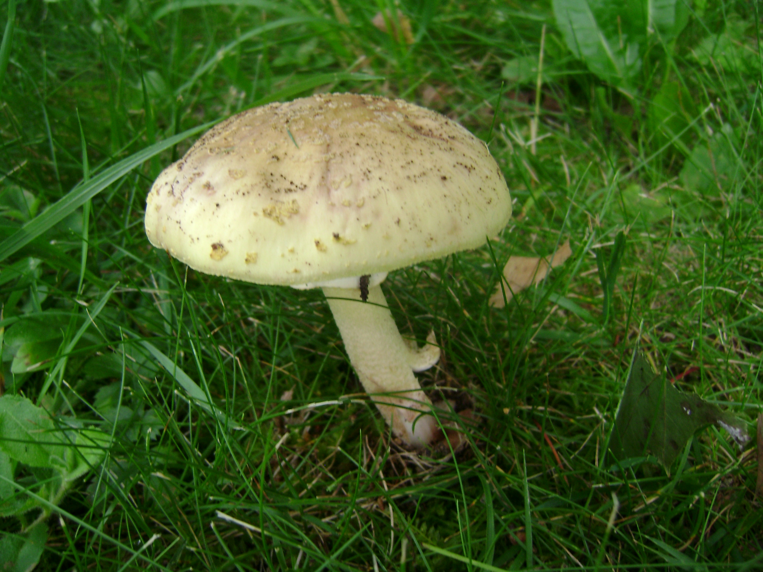 Dsc05624 from Fungus With ANTS 