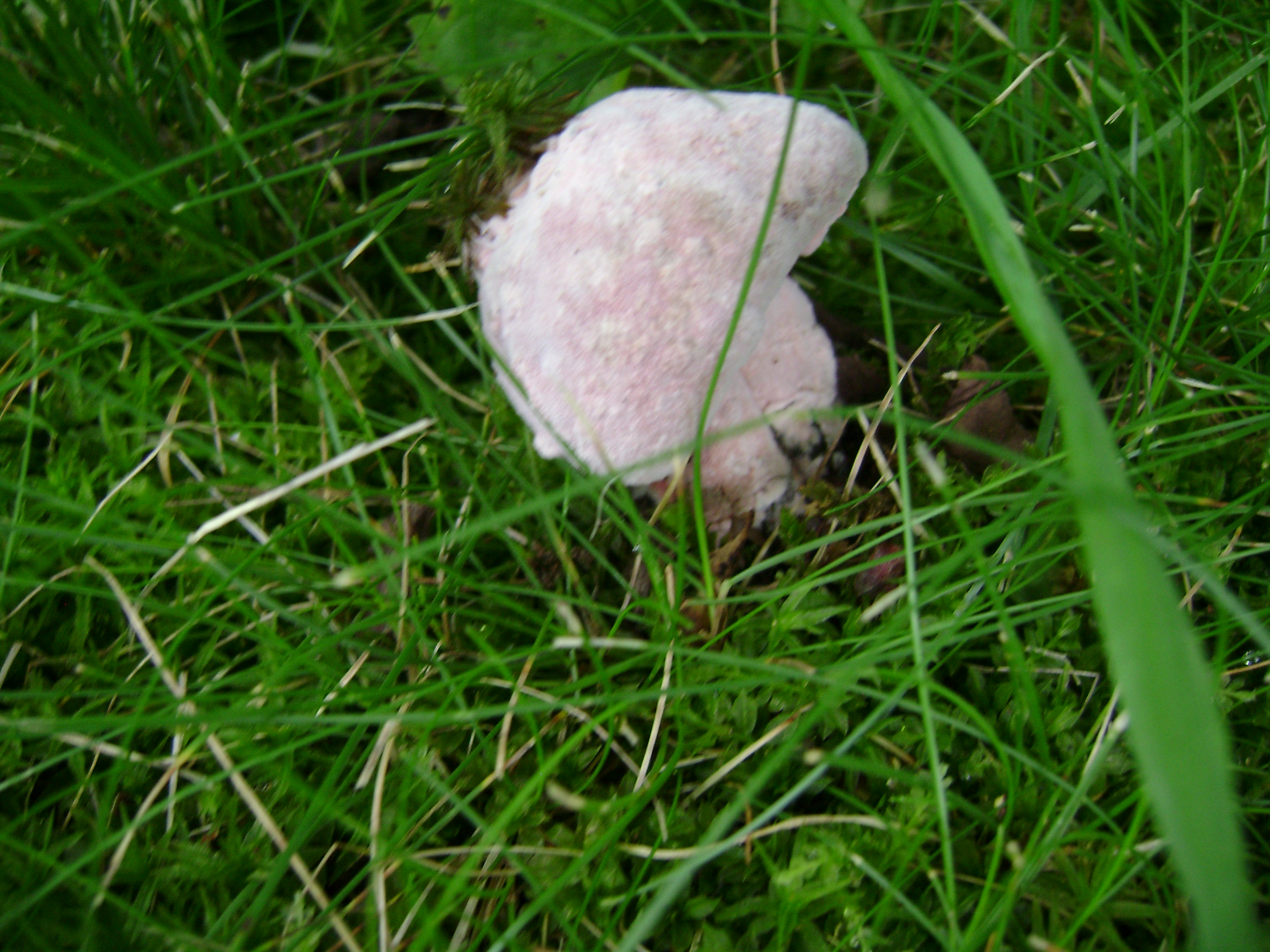 Dsc05625 from Fungus With ANTS 