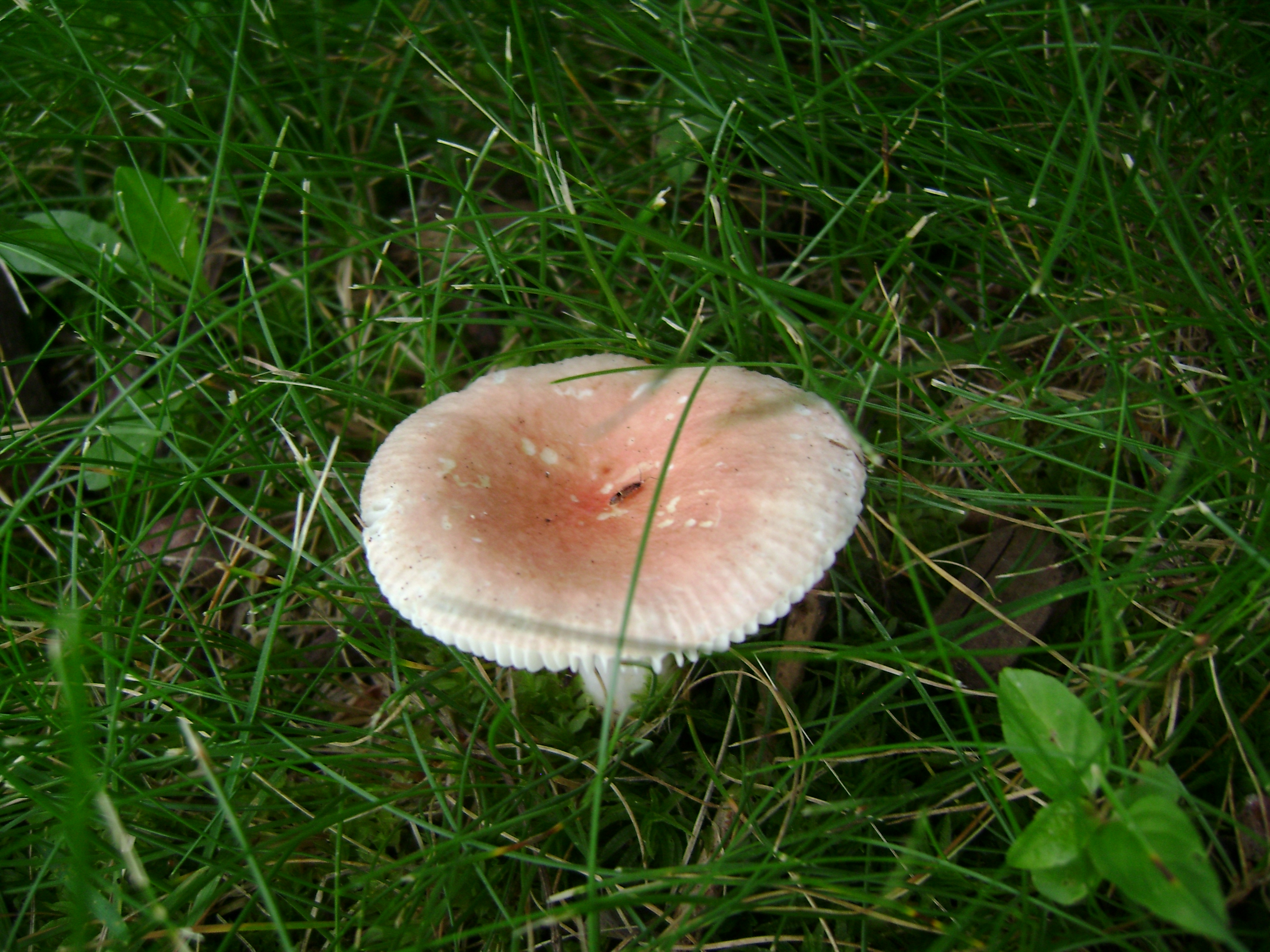 Dsc05626 from Fungus With ANTS 