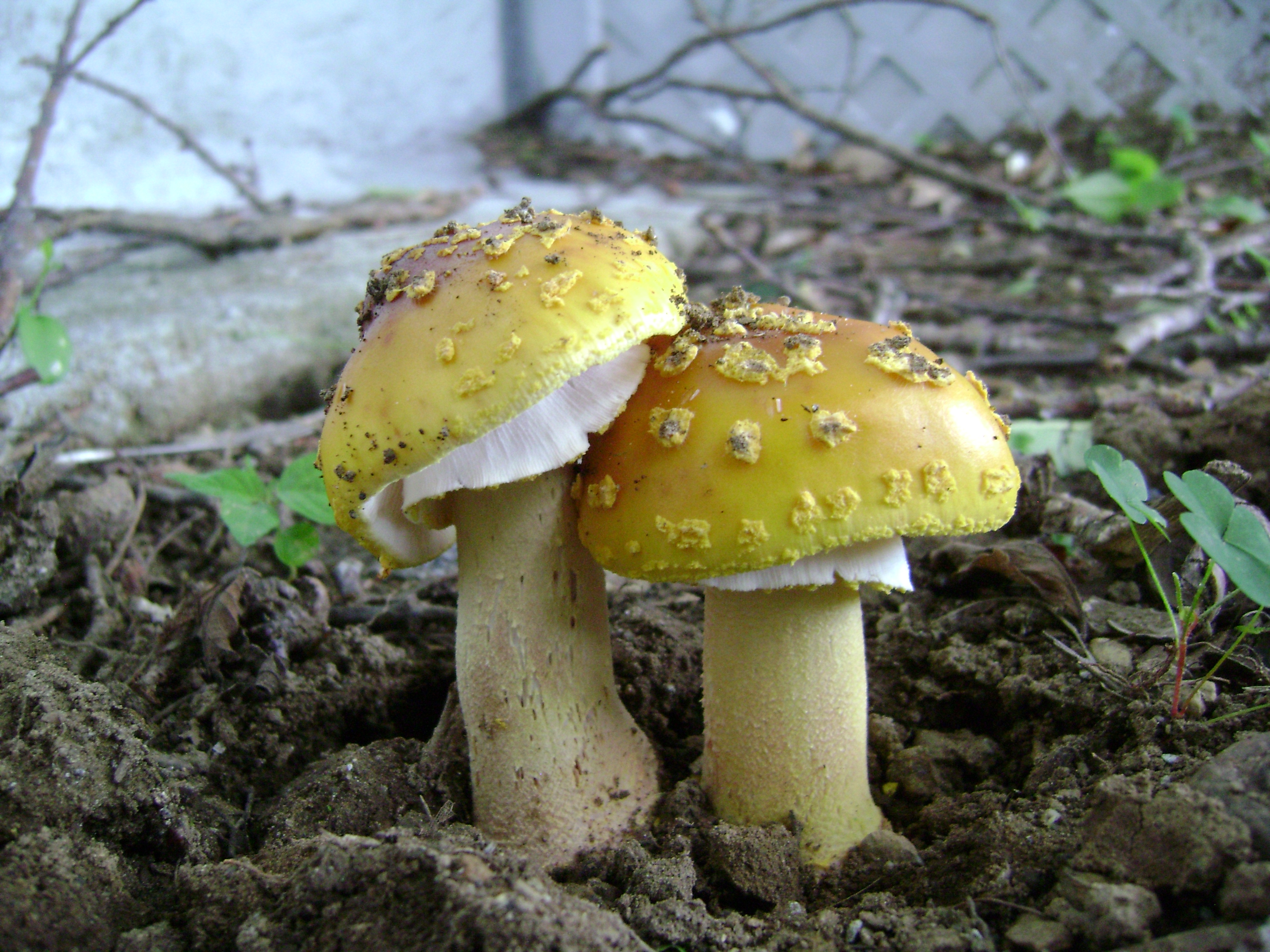 Dsc05627 from Fungus With ANTS dsc05627.jpg