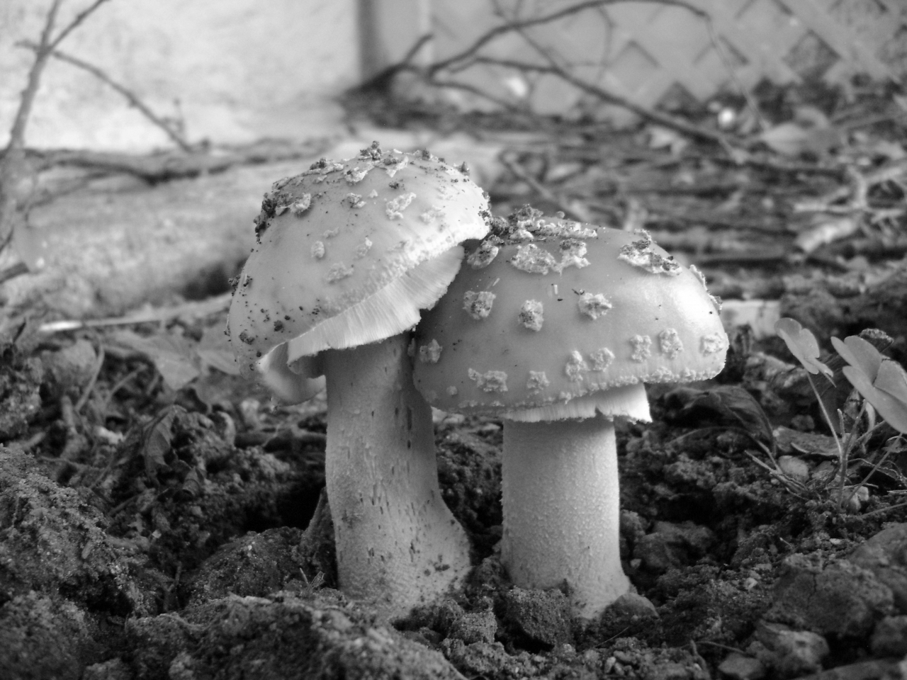 Dsc05627 from Fungus With ANTS dsc05627.jpg 