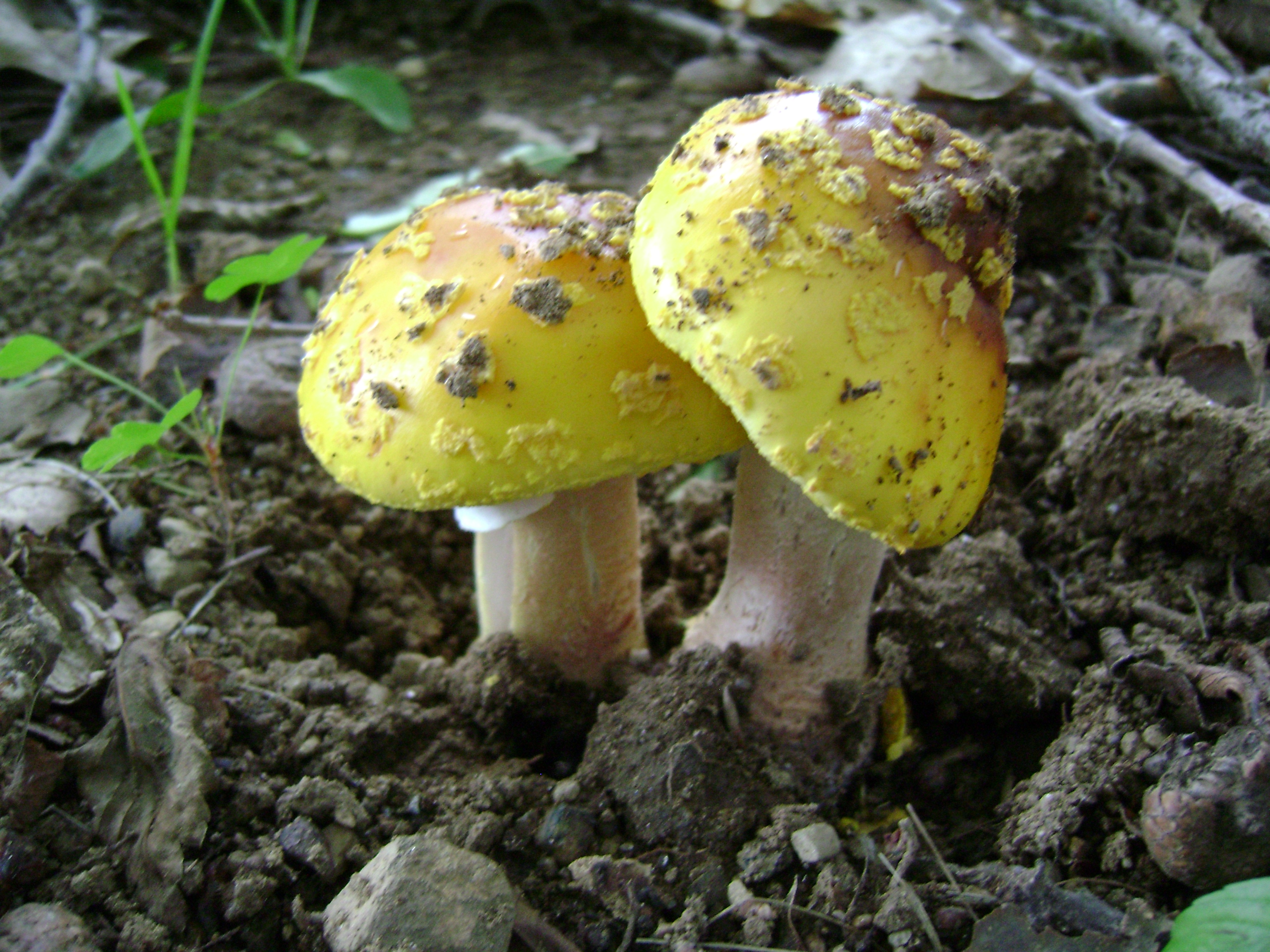 Dsc05629 from Fungus With ANTS 