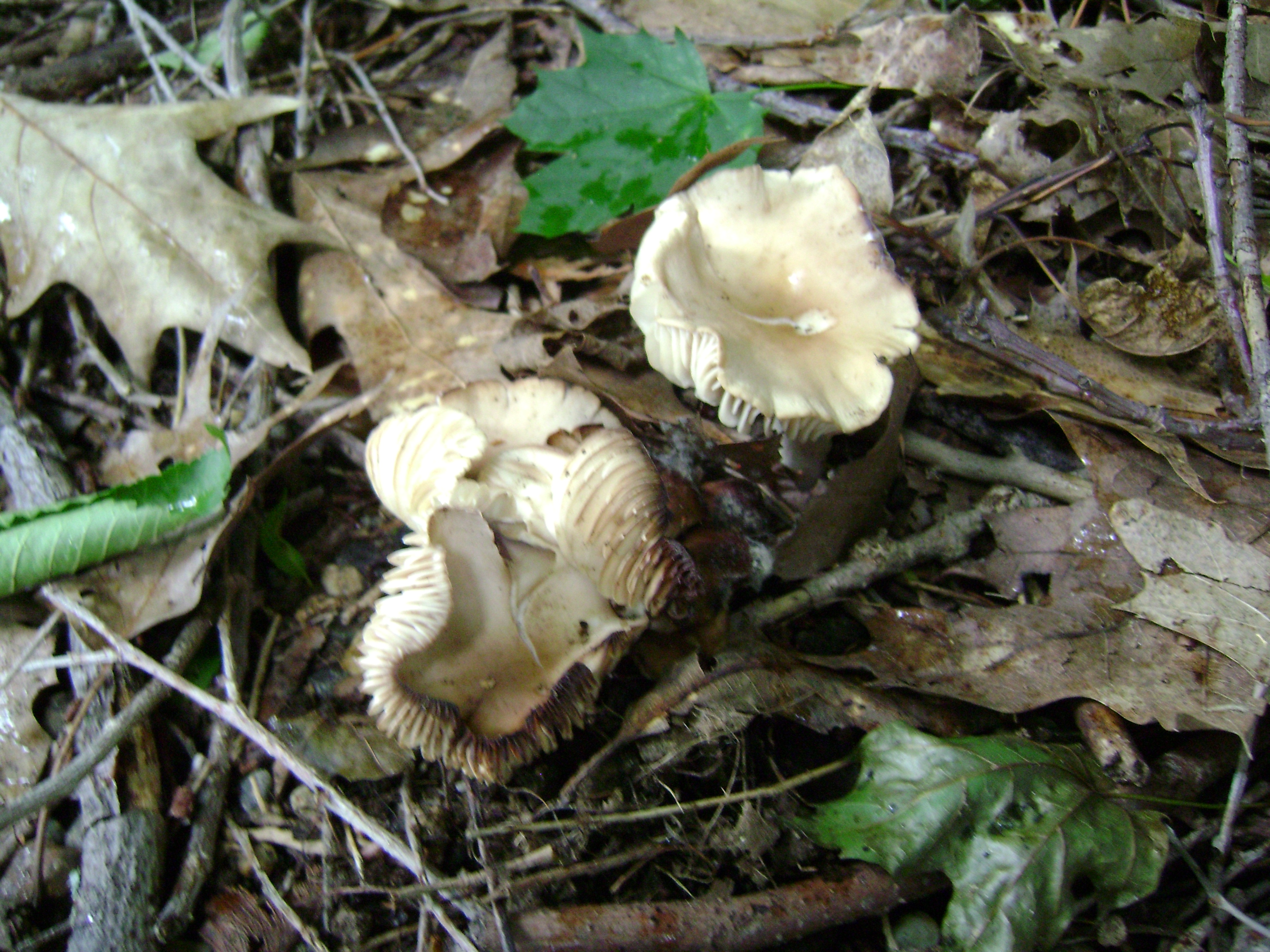 Dsc05634 from Fungus With ANTS 