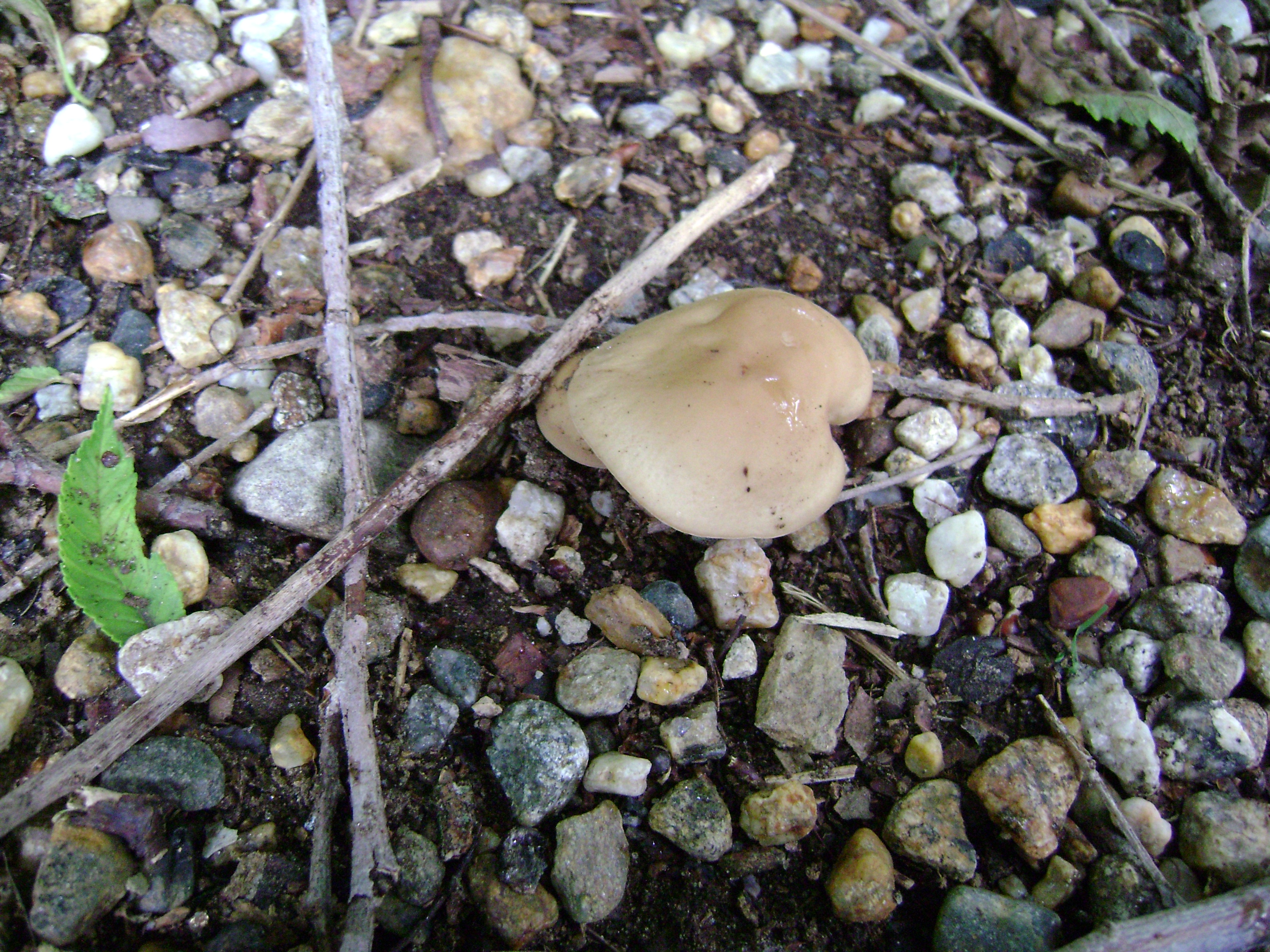 Dsc05635 from Fungus With ANTS 