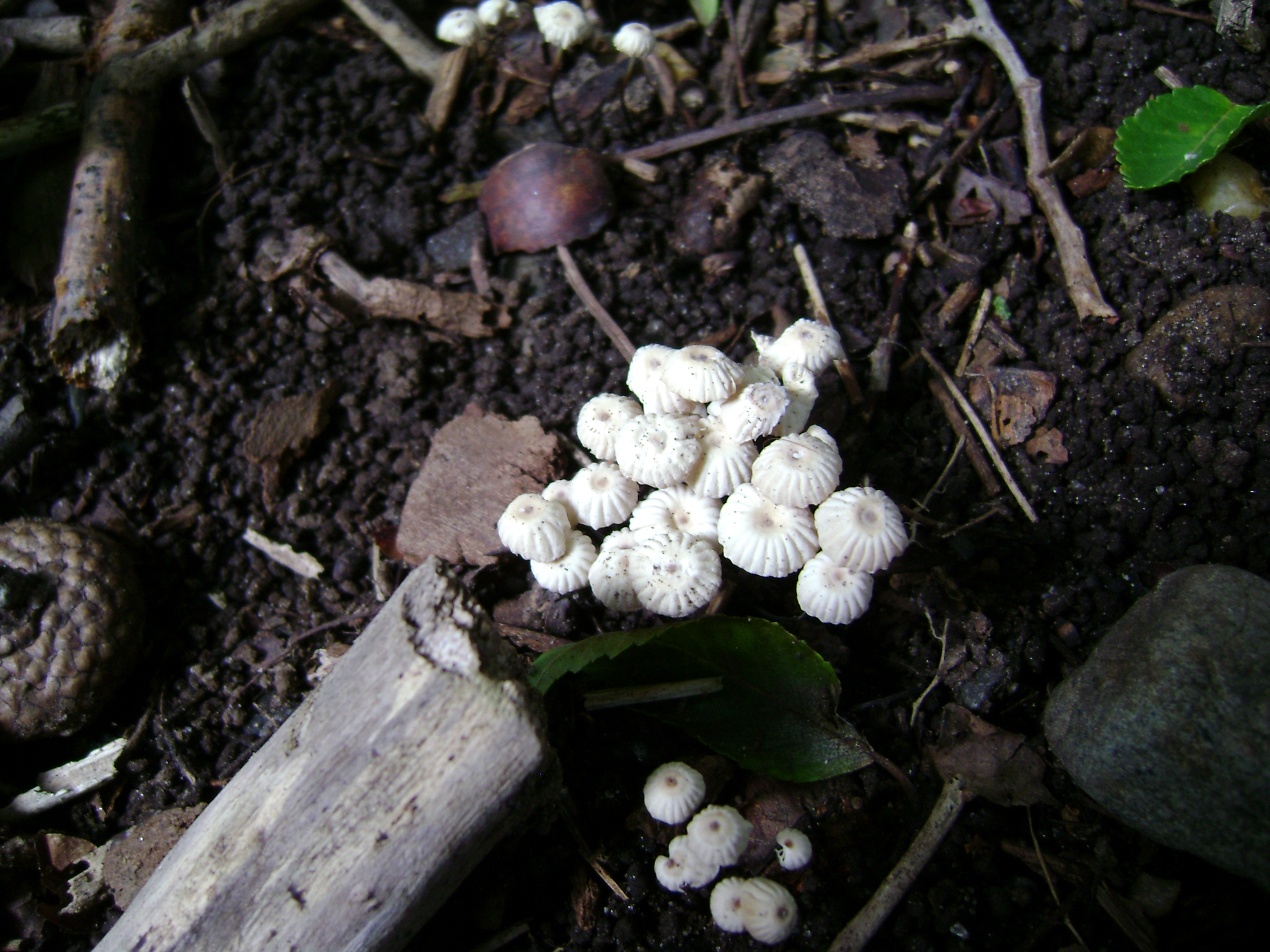 Dsc05636 from Fungus With ANTS 