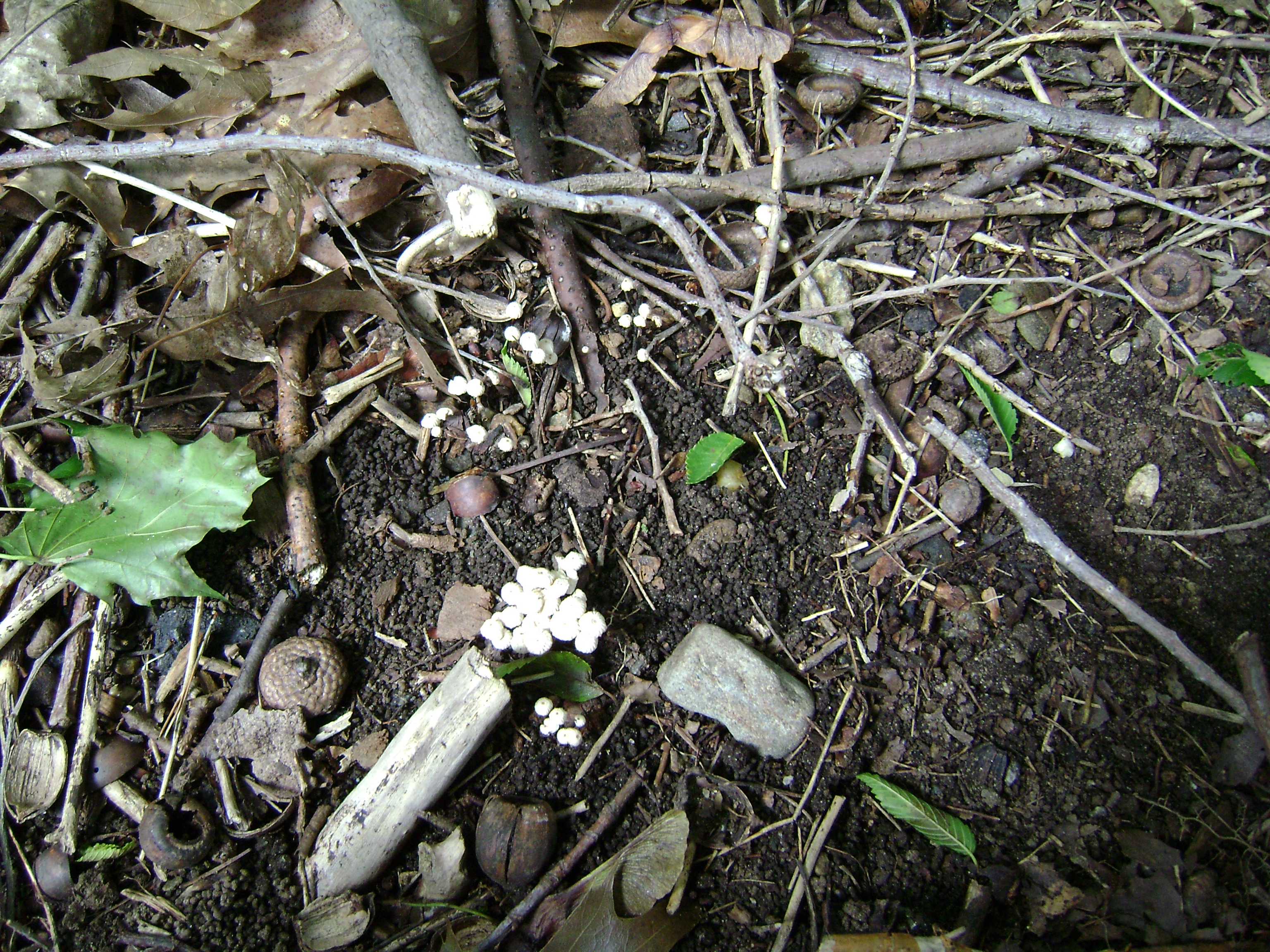 Dsc05637 from Fungus With ANTS 