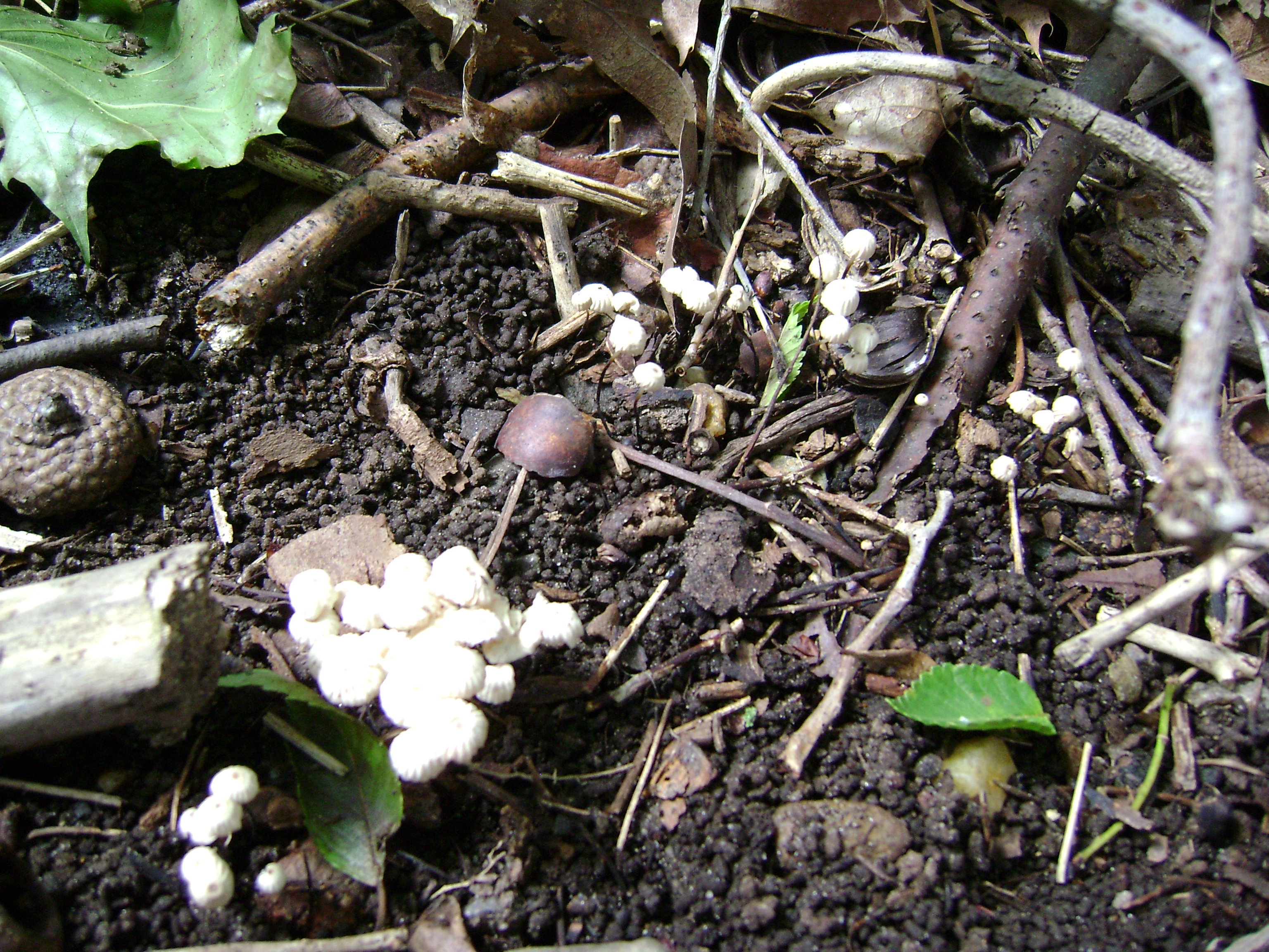 Dsc05638 from Fungus With ANTS 
