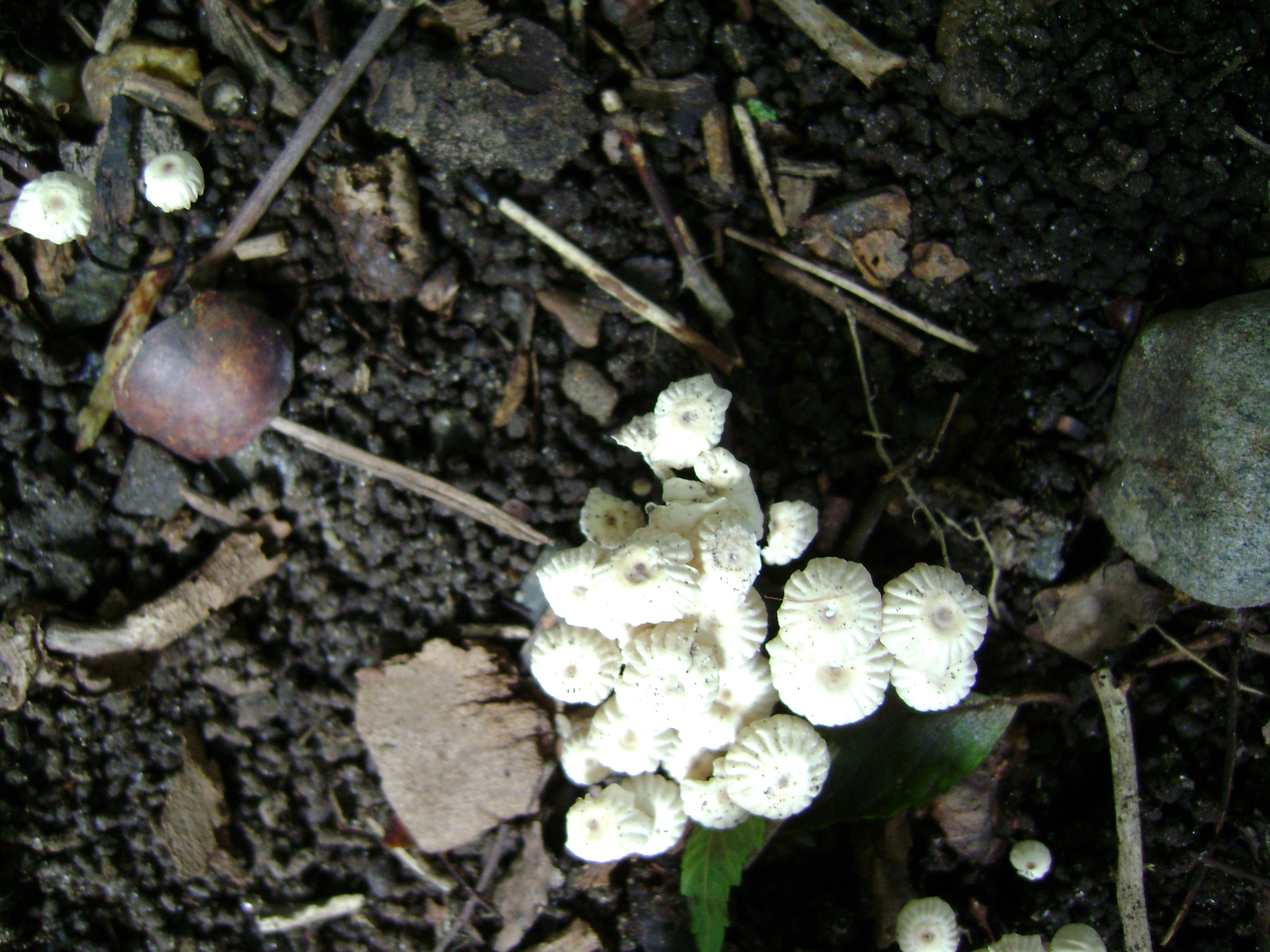 Dsc05640 from Fungus With ANTS 