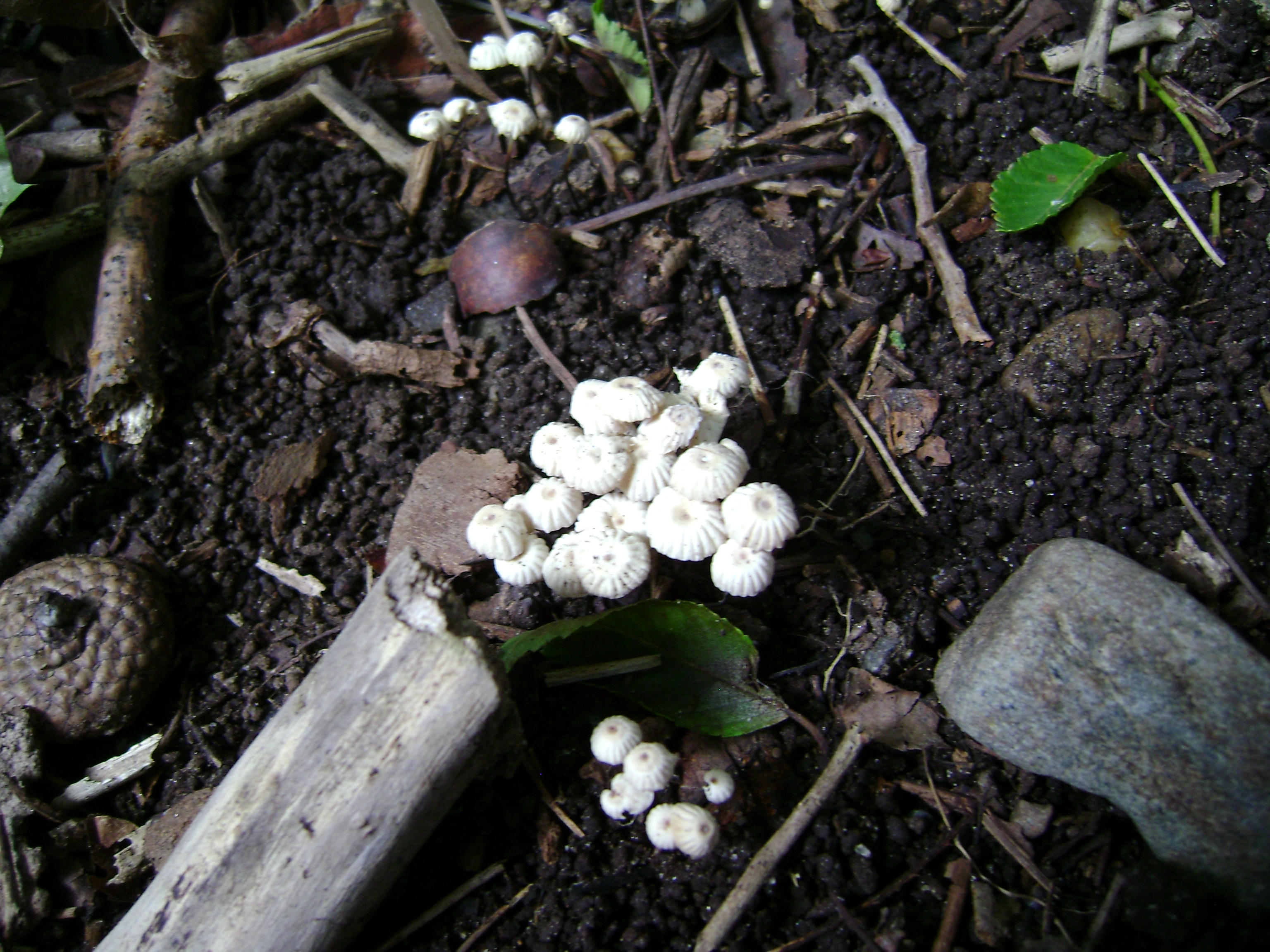 Dsc05641 from Fungus With ANTS 