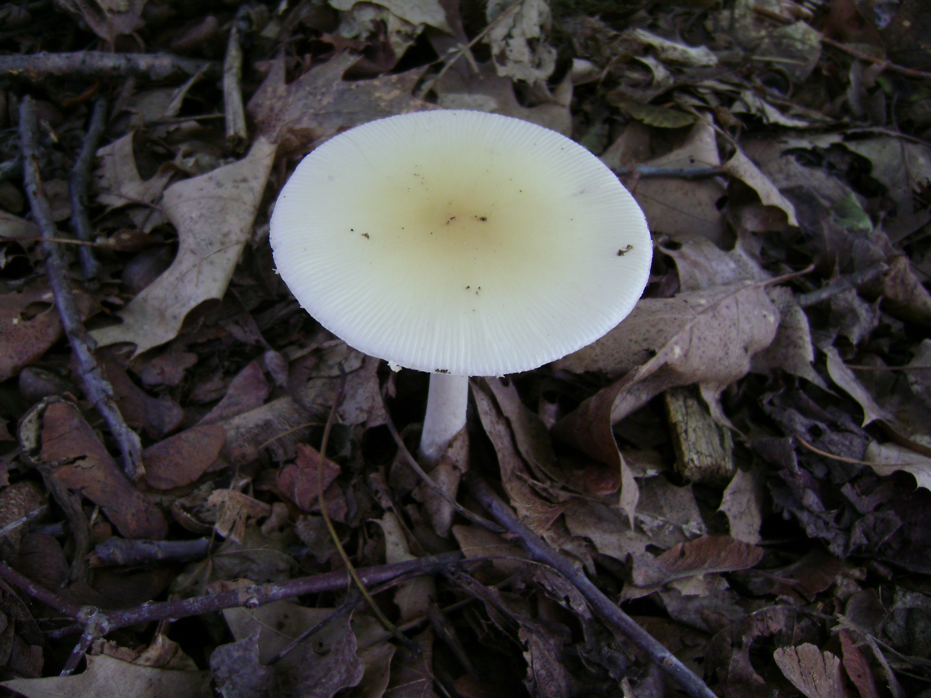 Dsc05642 from Fungus With ANTS 
