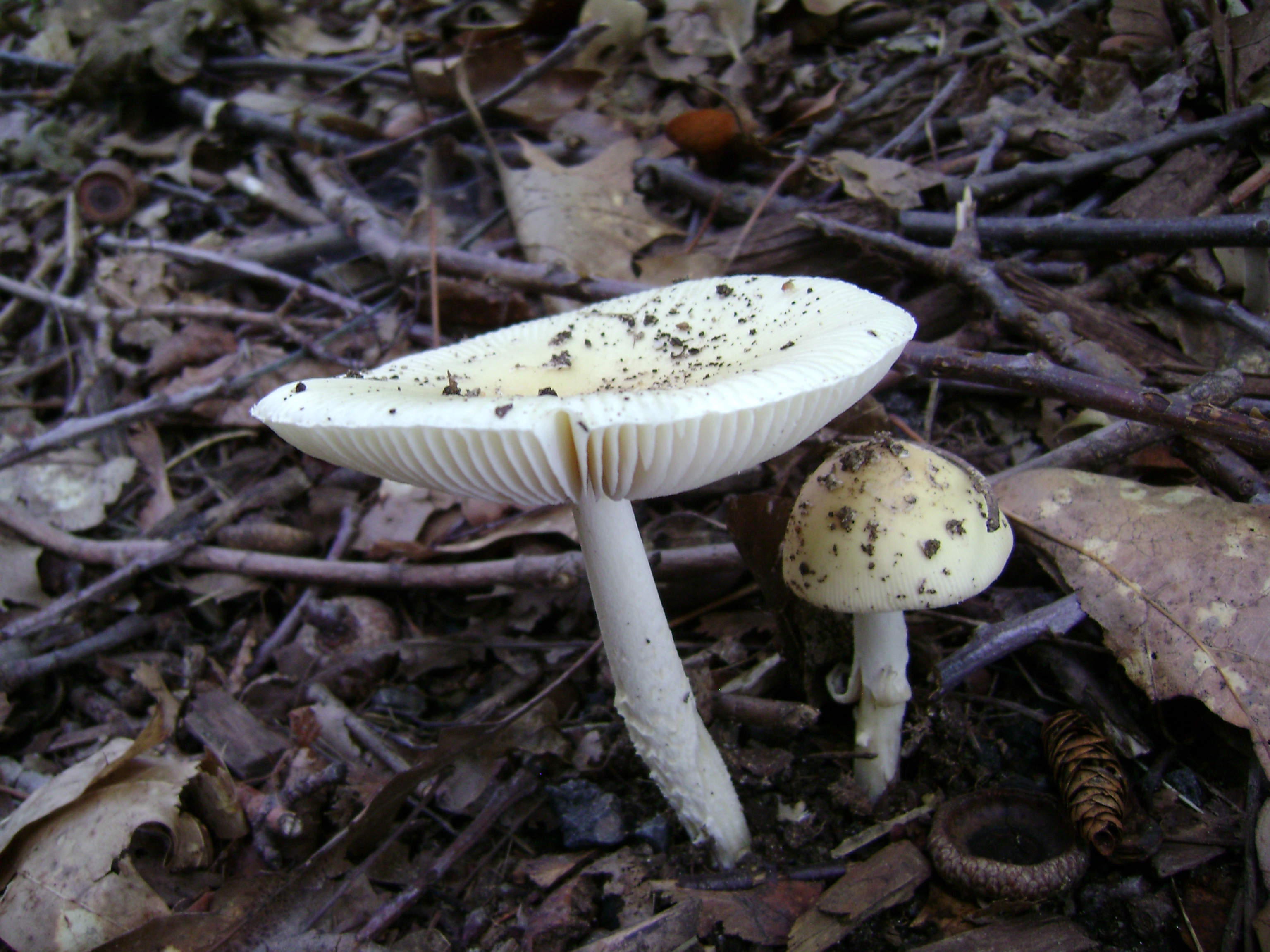 Dsc05647 from Fungus With ANTS 
