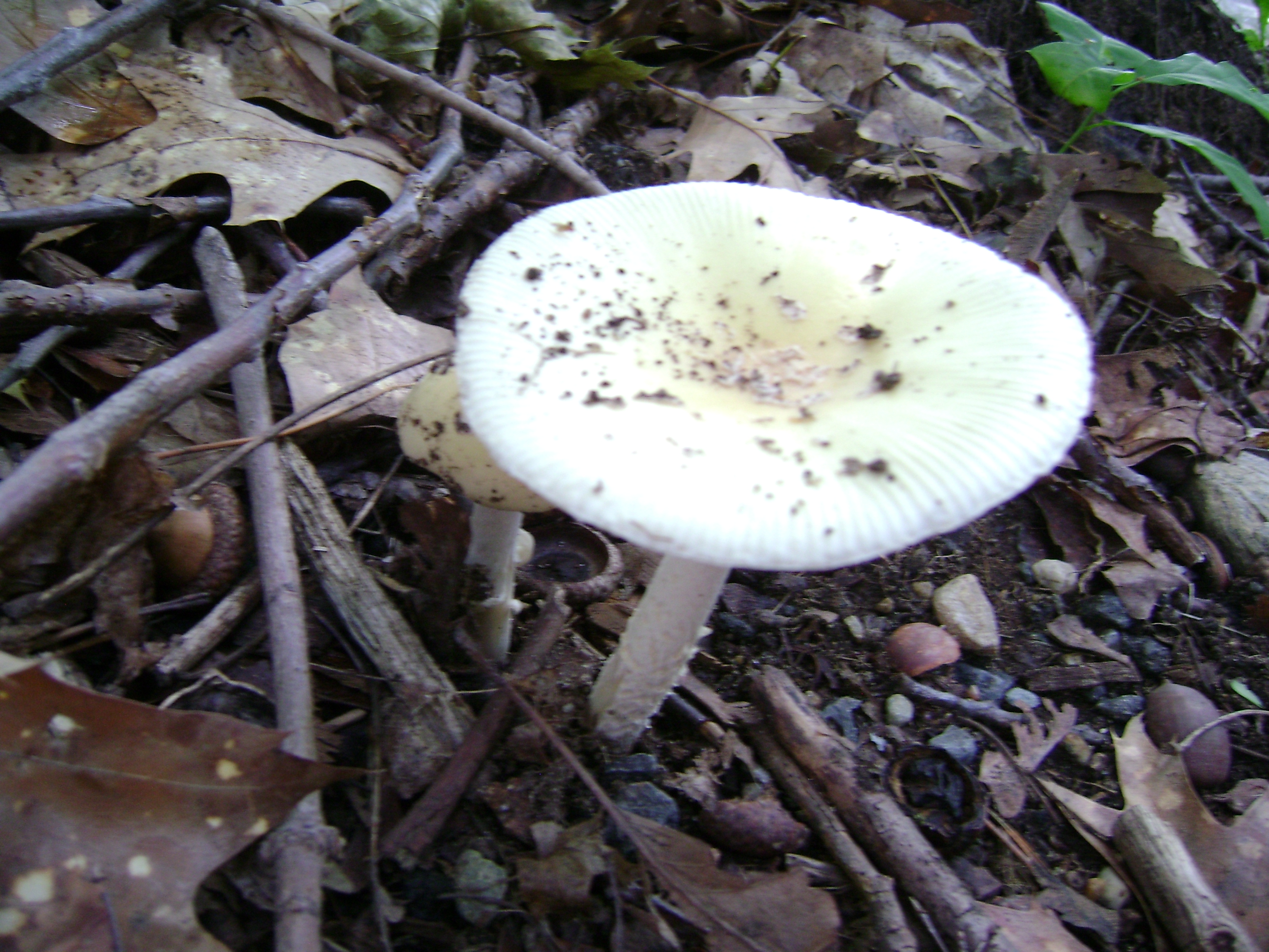 Dsc05648 from Fungus With ANTS 