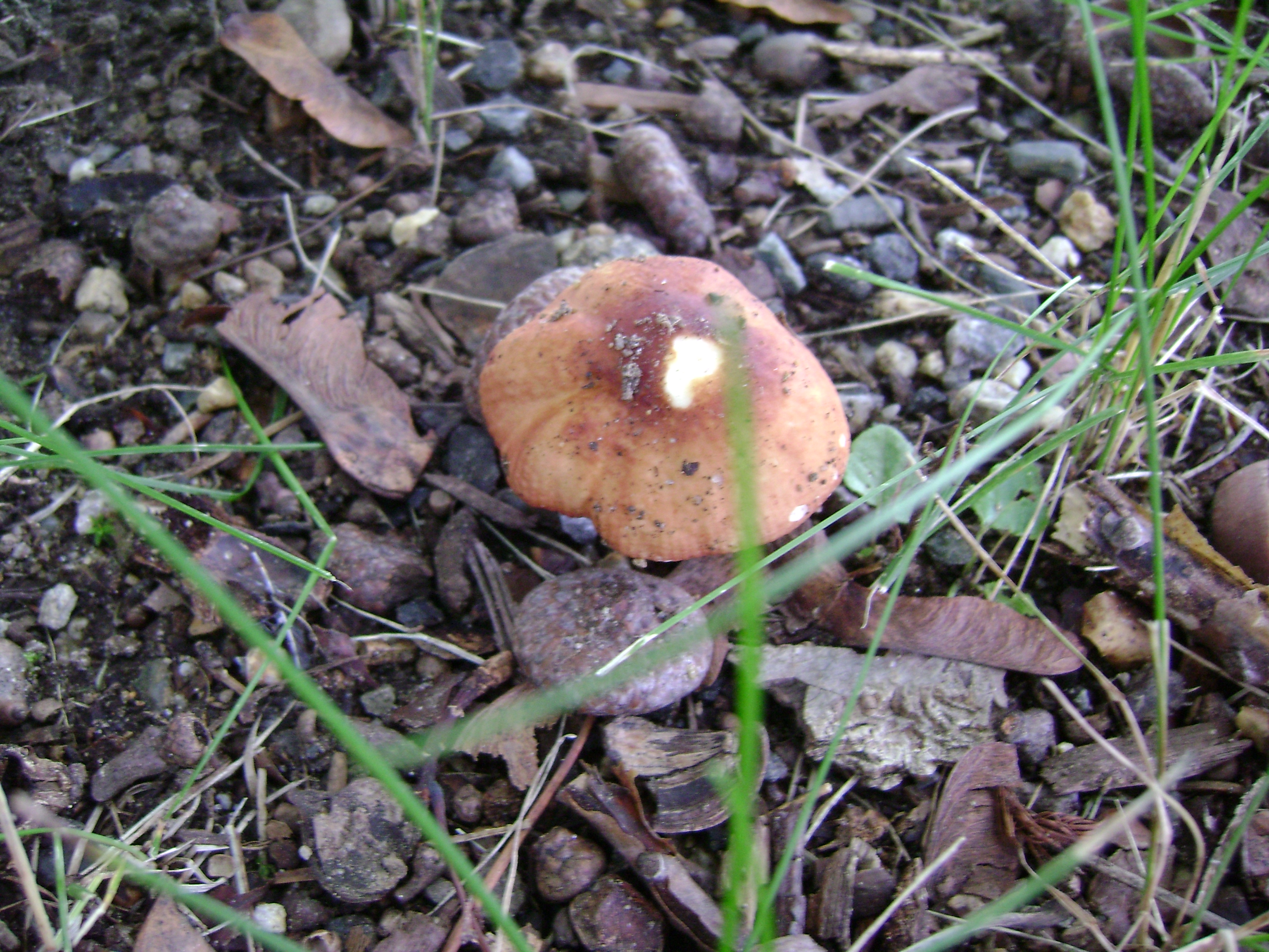 Dsc05649 from Fungus With ANTS 
