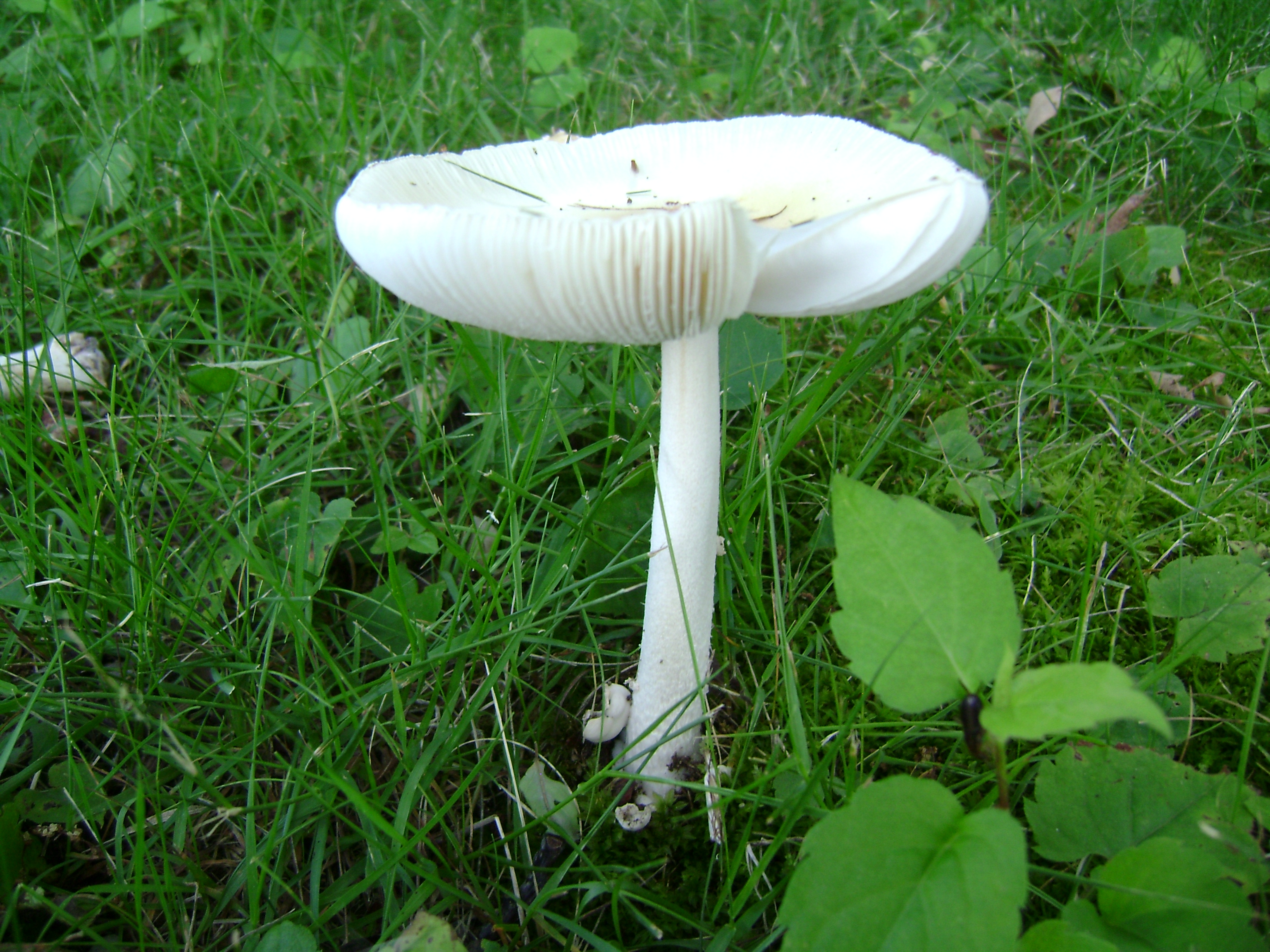 Dsc05650 from Fungus With ANTS 