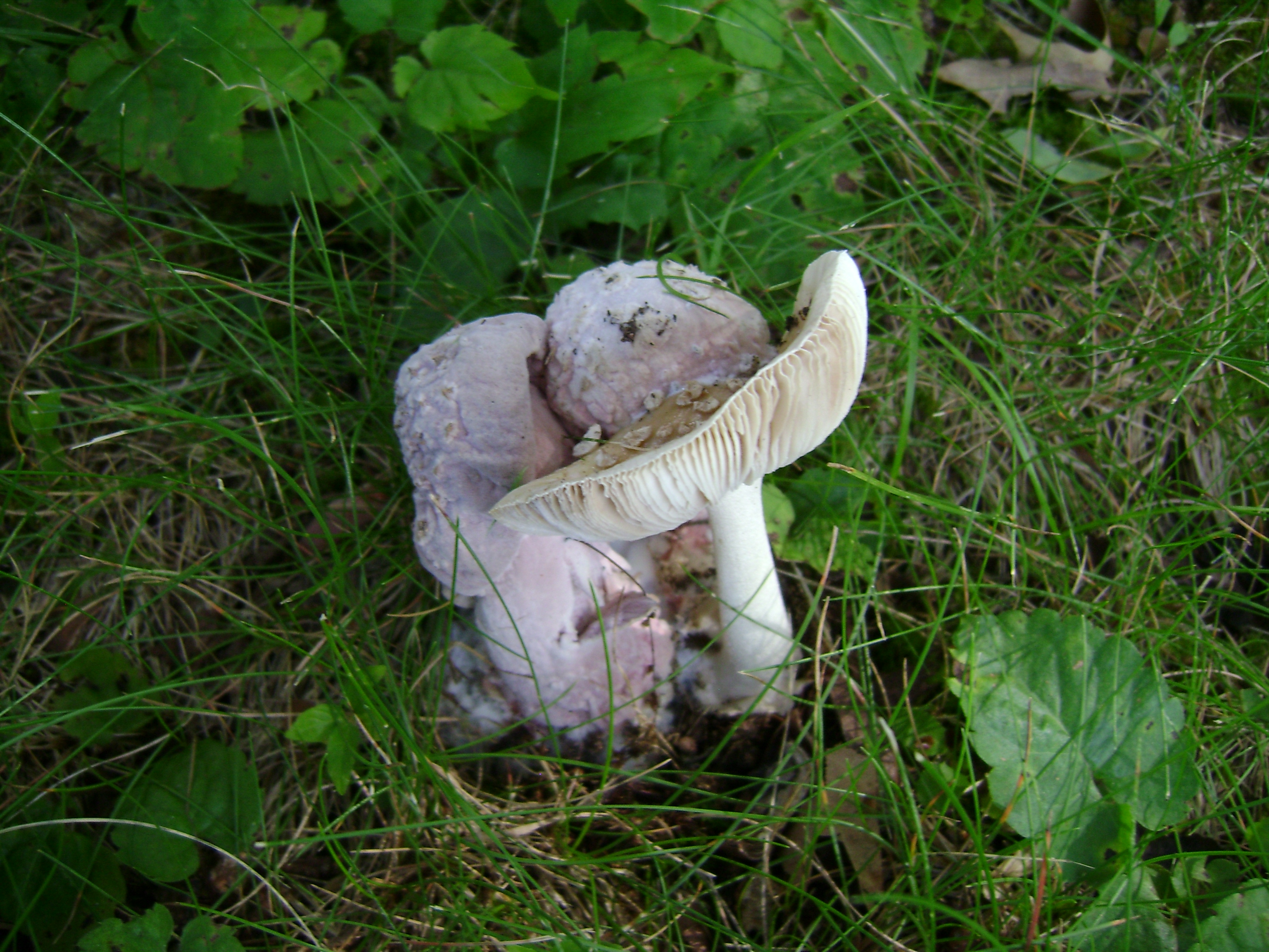 Dsc05651 from Fungus With ANTS 