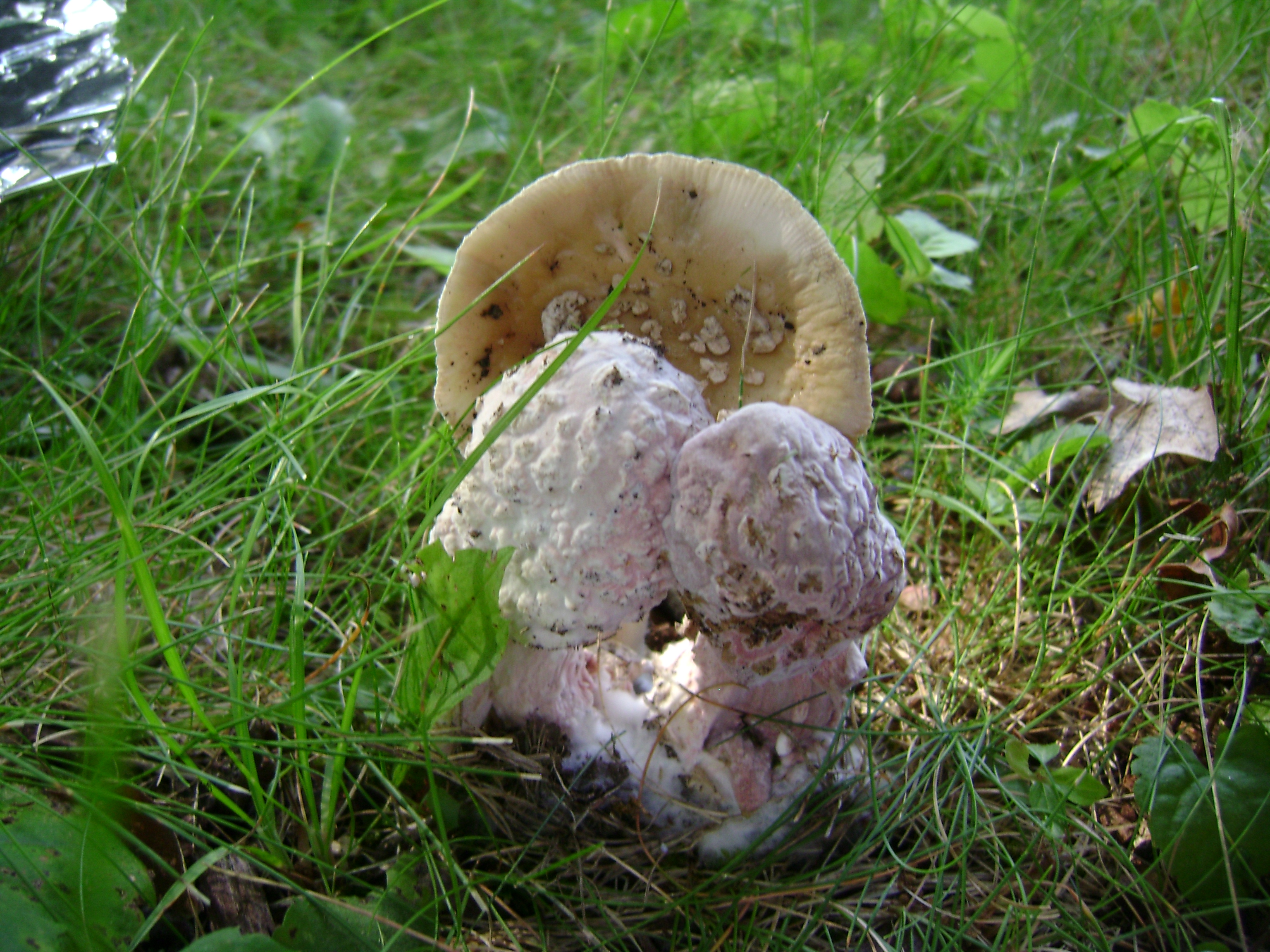 Dsc05652 from Fungus With ANTS 