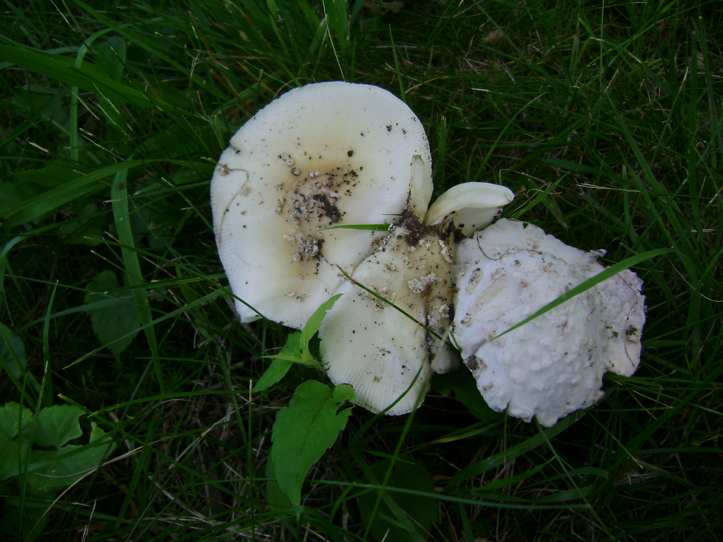 Dsc05654 from Fungus With ANTS 