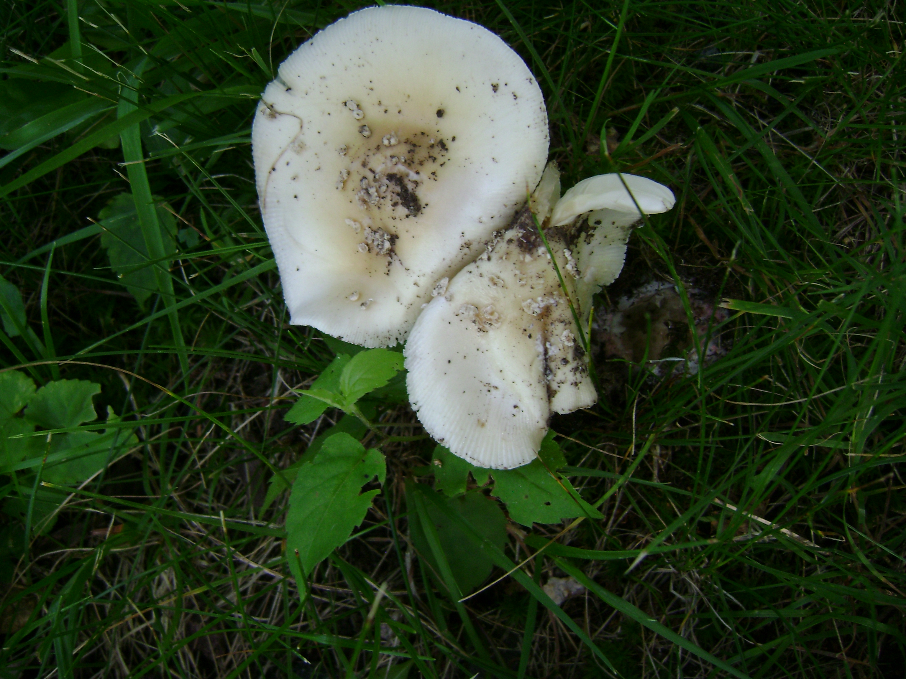 Dsc05655 from Fungus With ANTS 