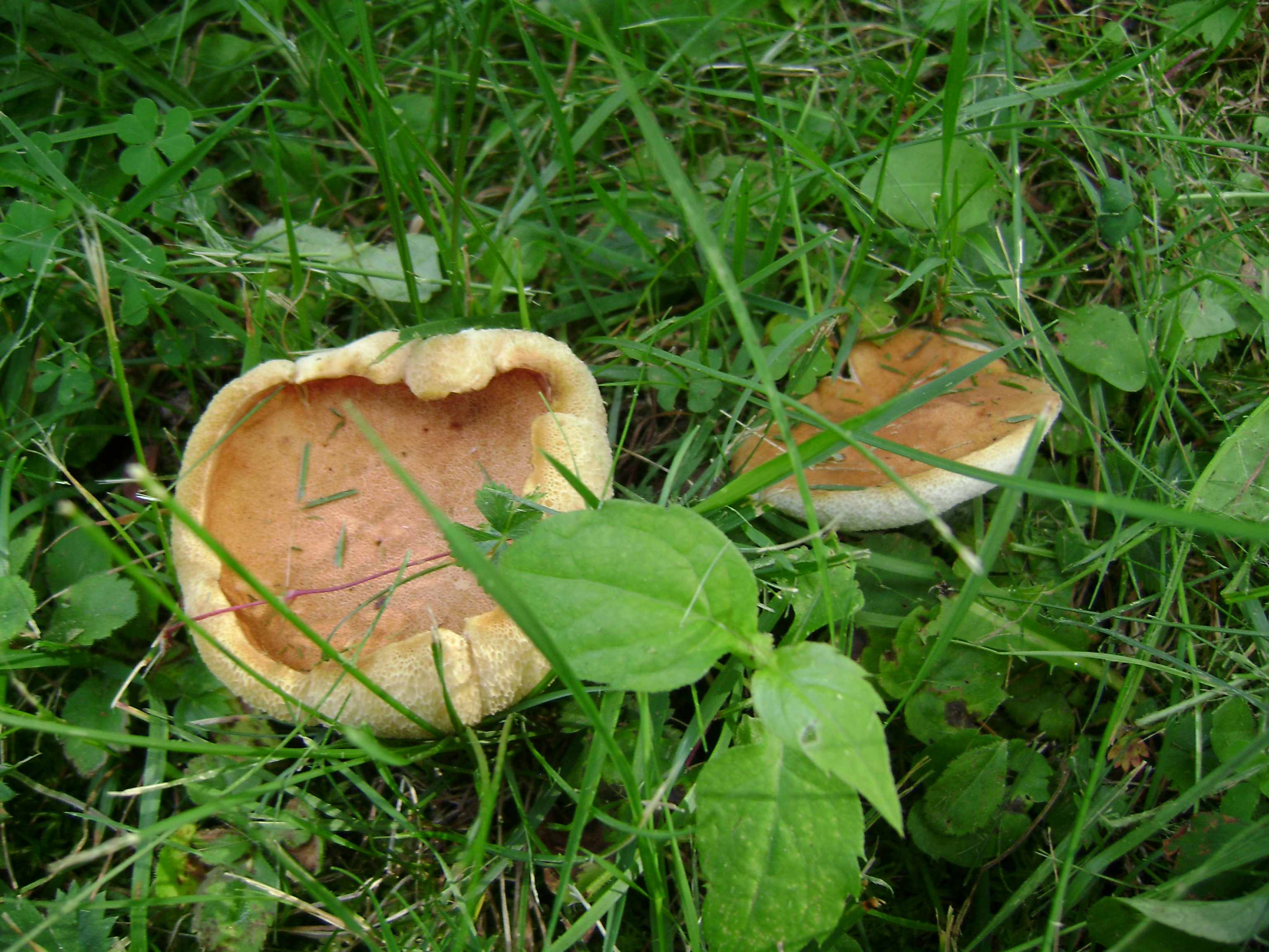 Dsc05657 from Fungus With ANTS 