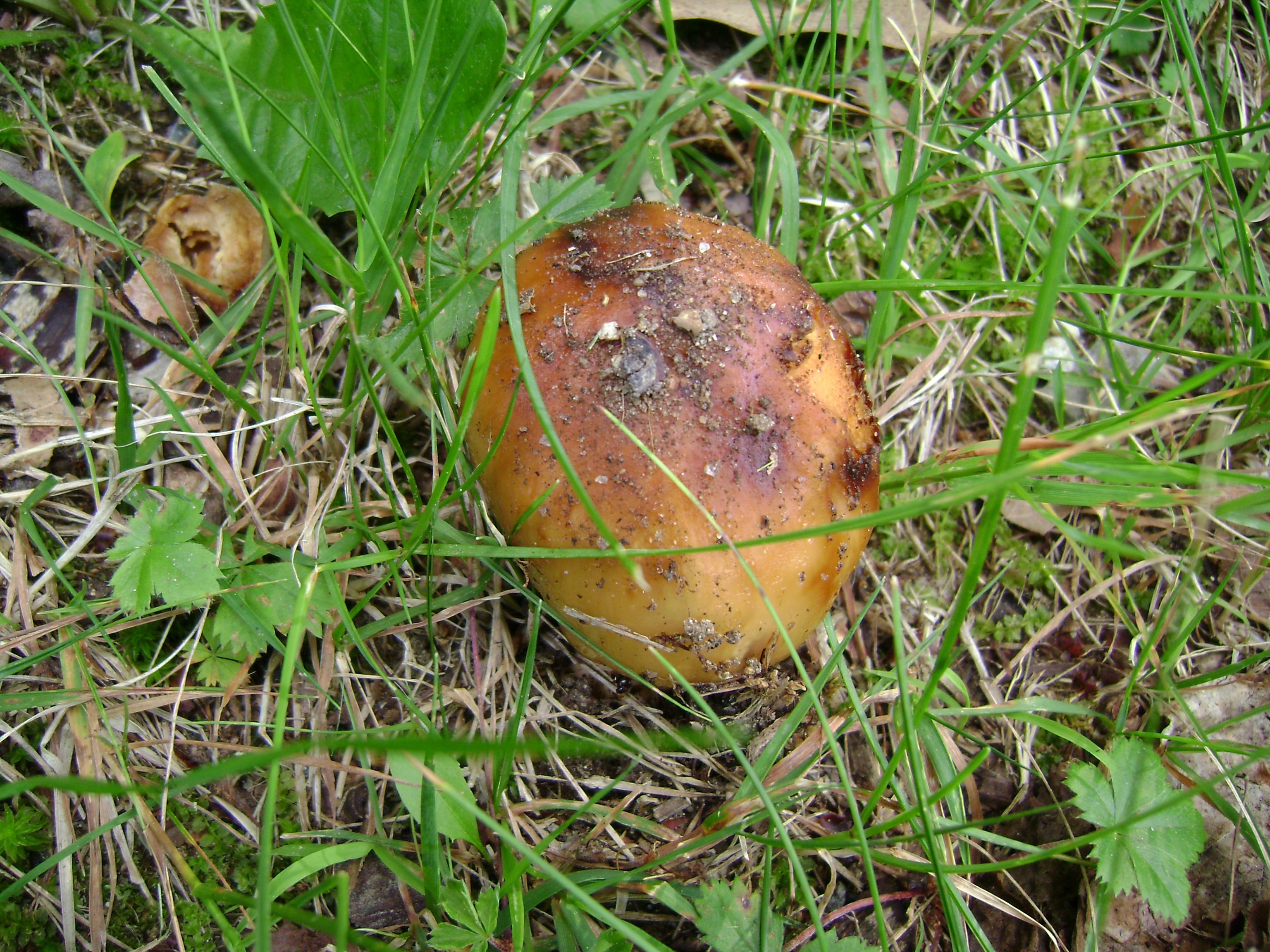 Dsc05659 from Fungus With ANTS 