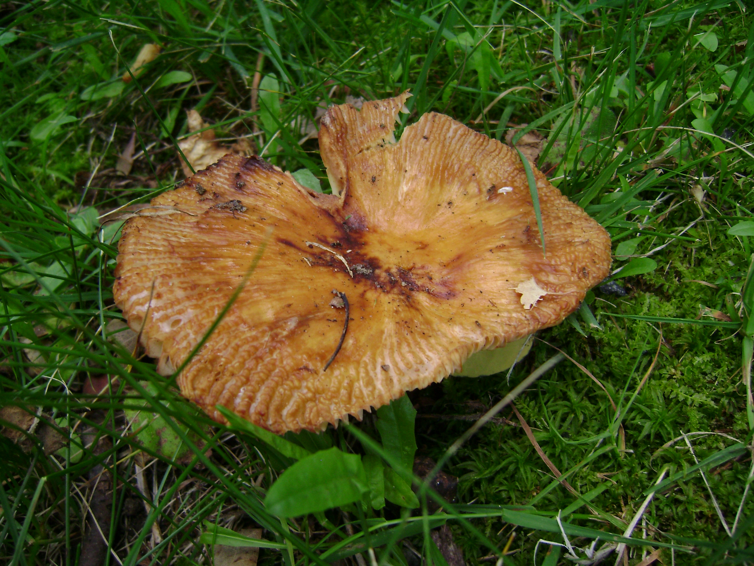Dsc05660 from Fungus With ANTS 
