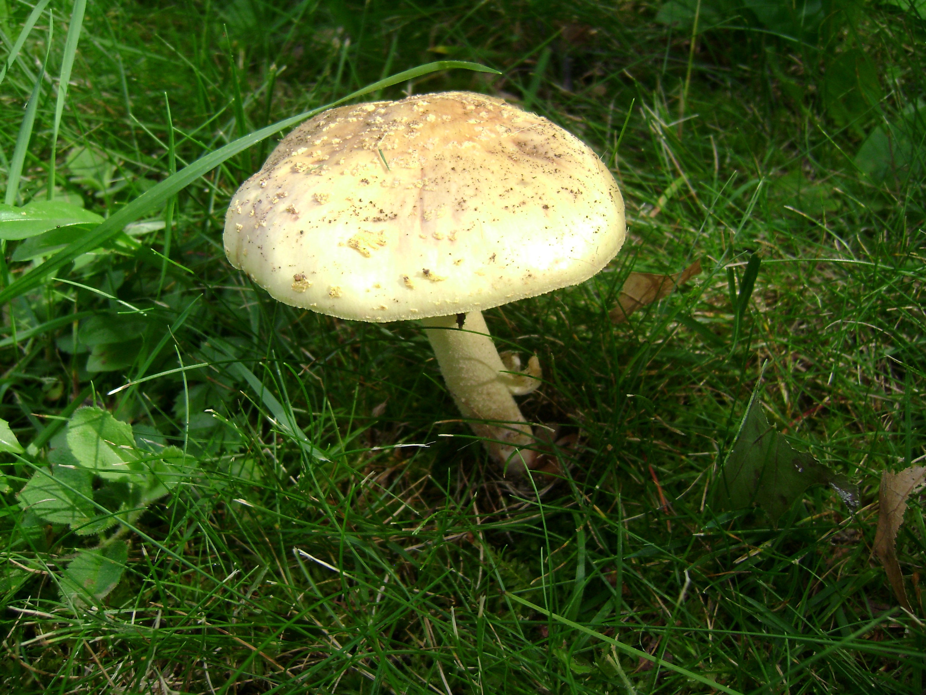 Dsc05661 from Fungus With ANTS 