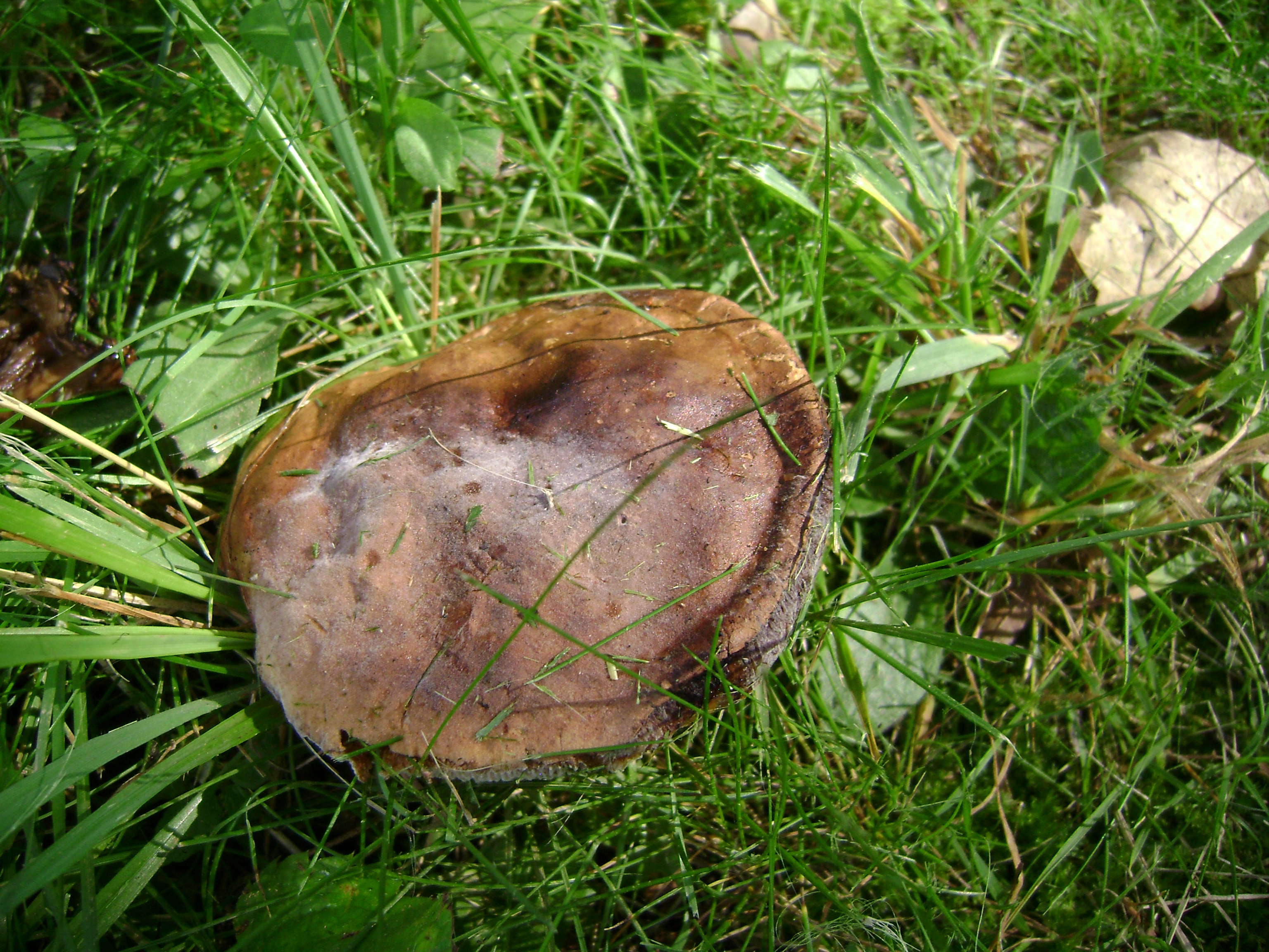 Dsc05665 from Fungus With ANTS 