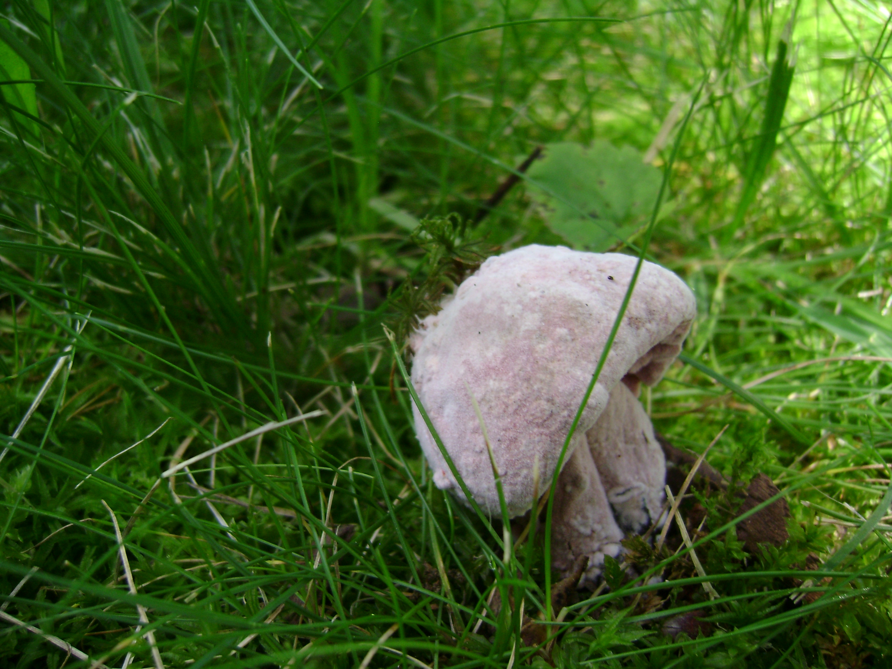 Dsc05666 from Fungus With ANTS 