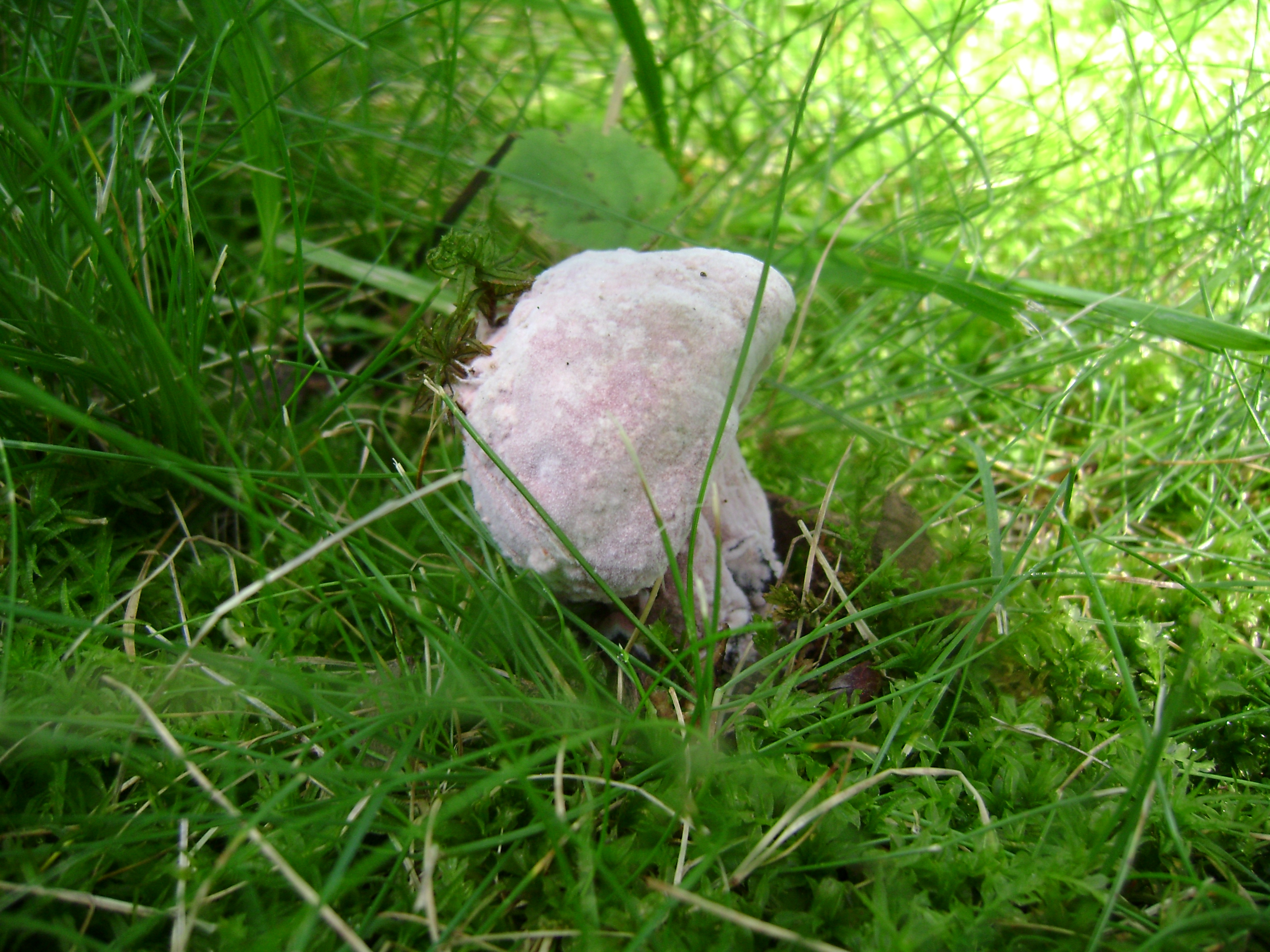 Dsc05667 from Fungus With ANTS 